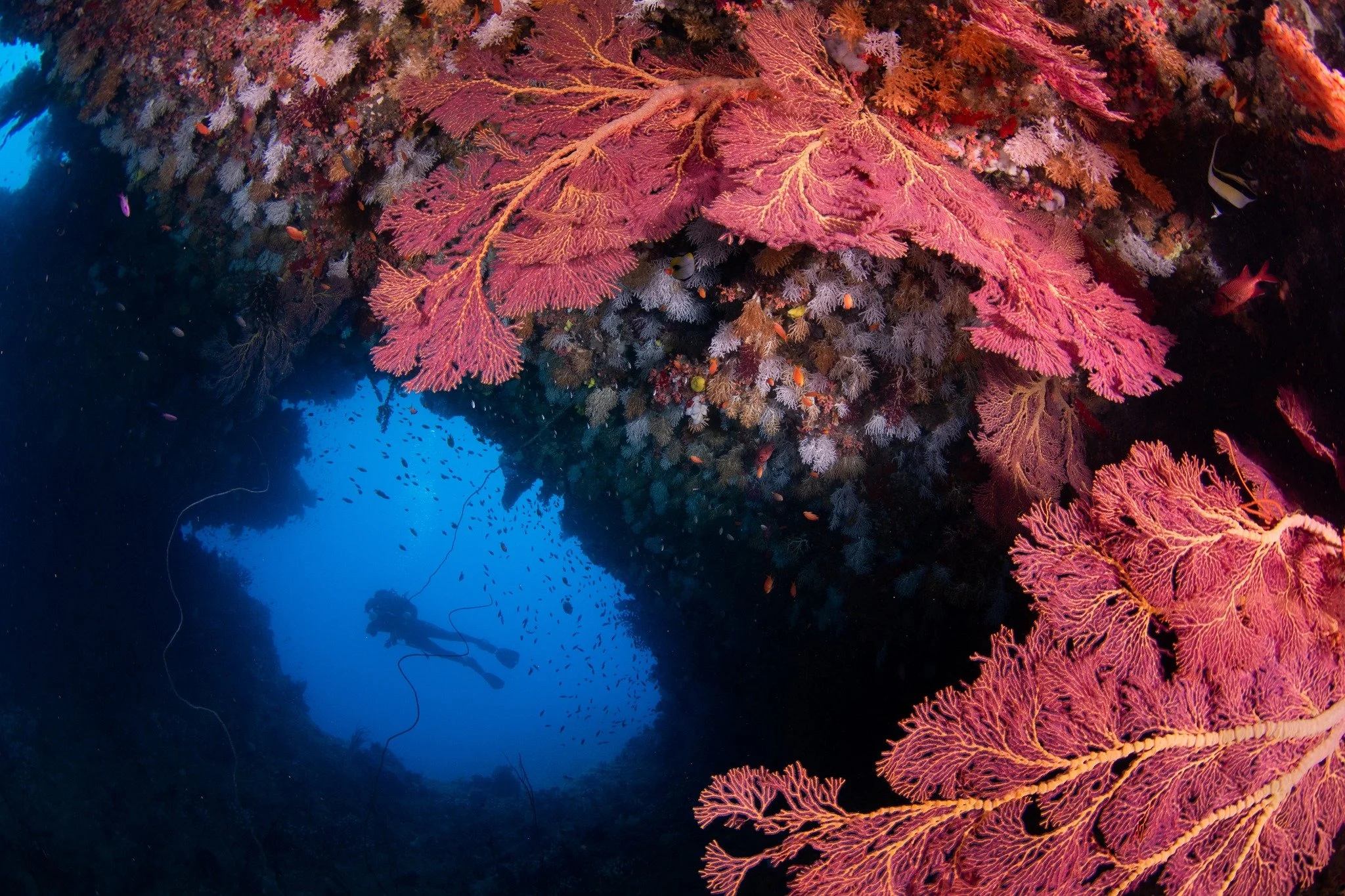 Soft Coral 1.jpg