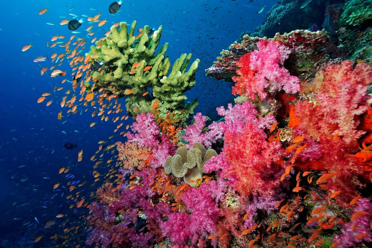 soft-coral.jpg
