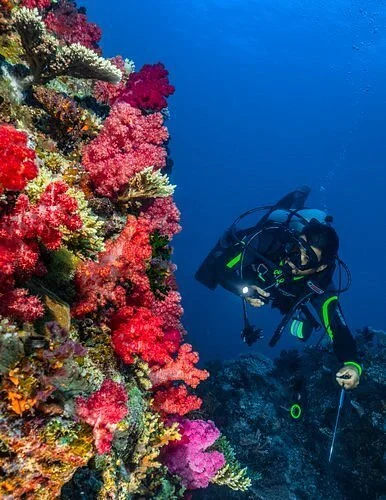 diving-the-rainbow-reef.jpg