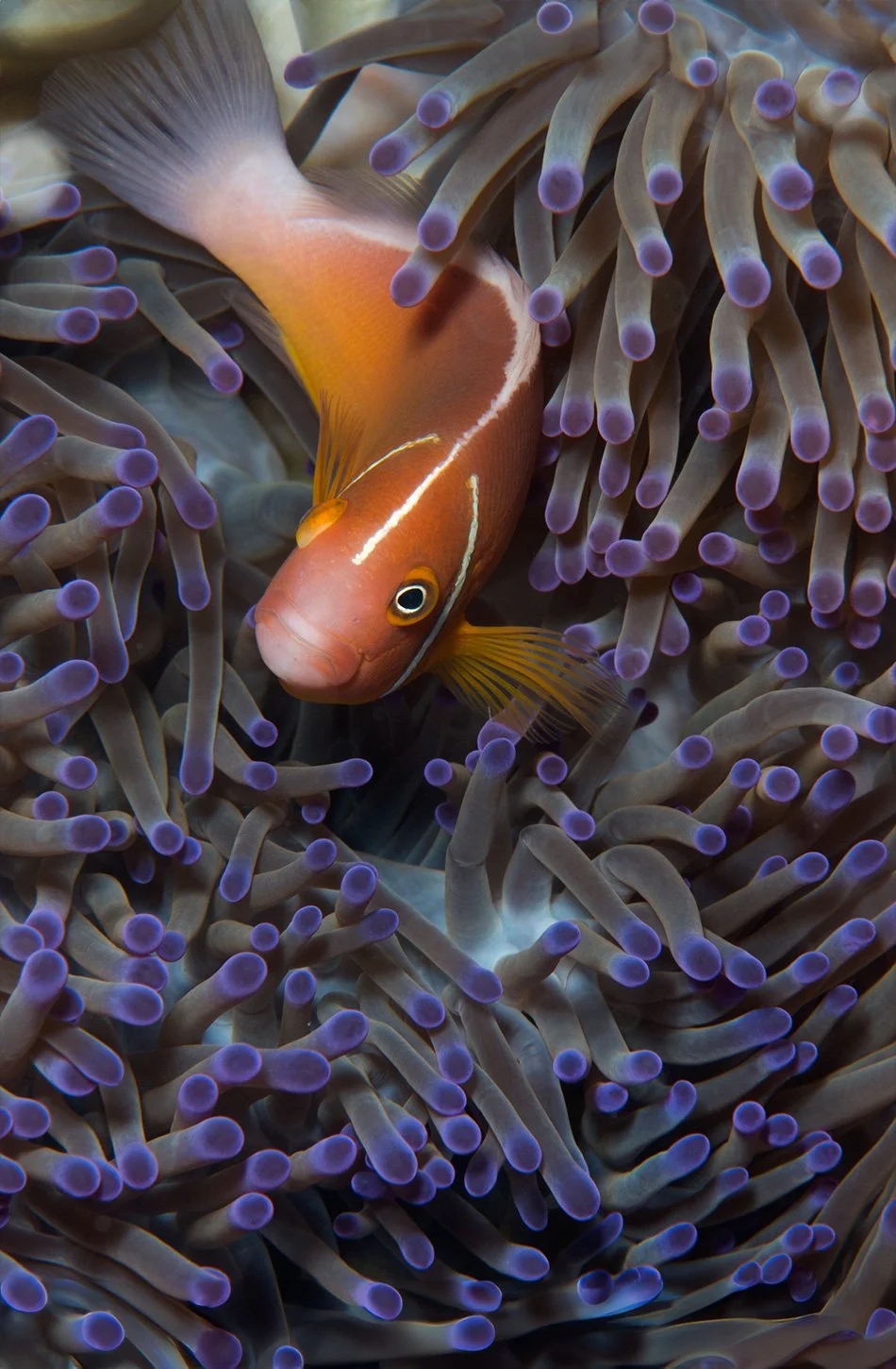matangi-island-experience-scuba-diving-reefs-wildlife-sea-anemone.jpg