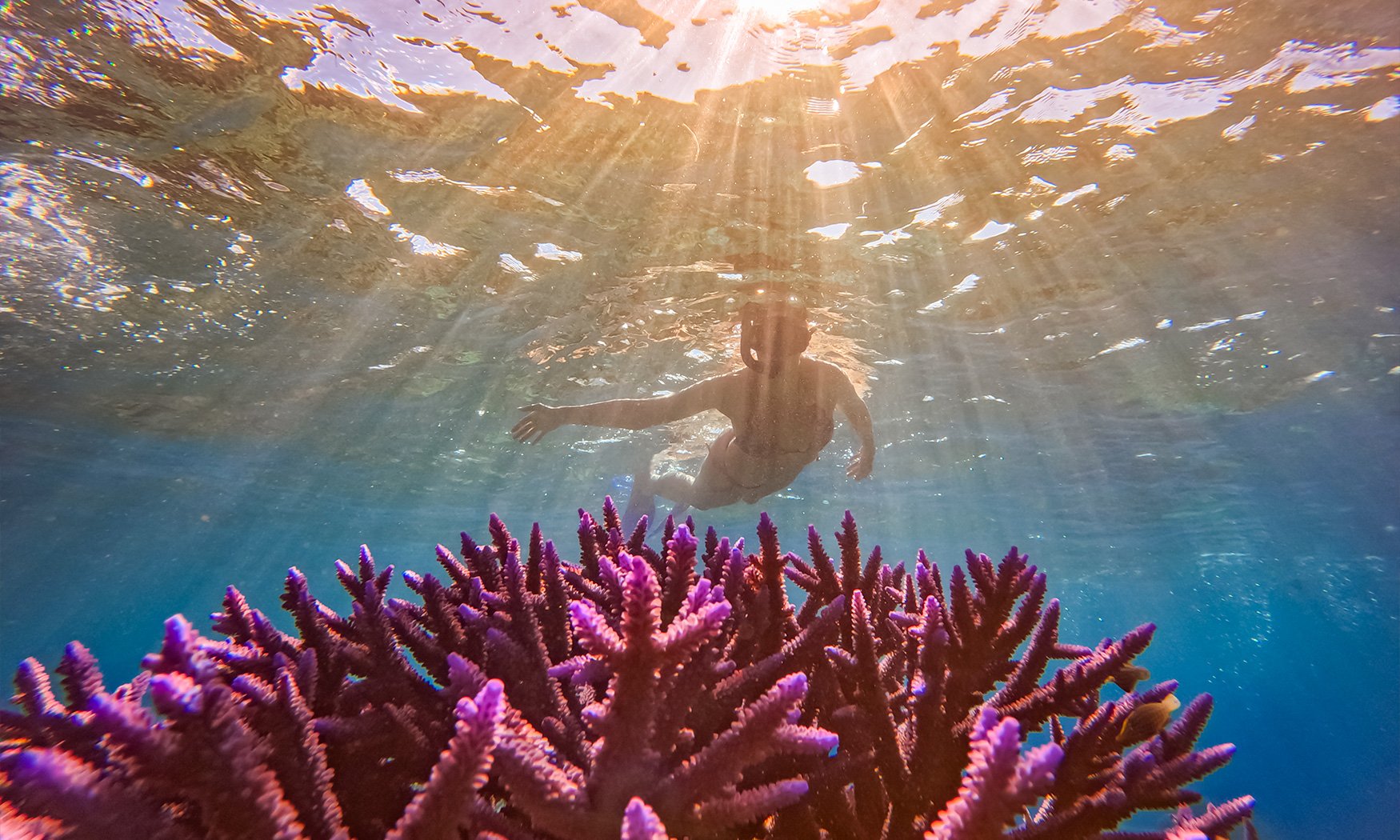 matangi-private-island-experiences-snorkelling-underwater-pink-coral.jpg