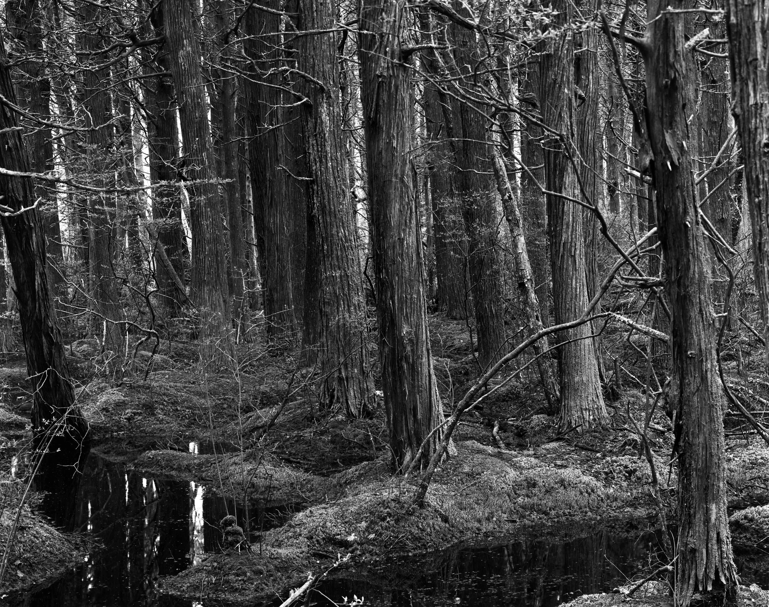 White Cedar Swamp, Welfeet, MA
