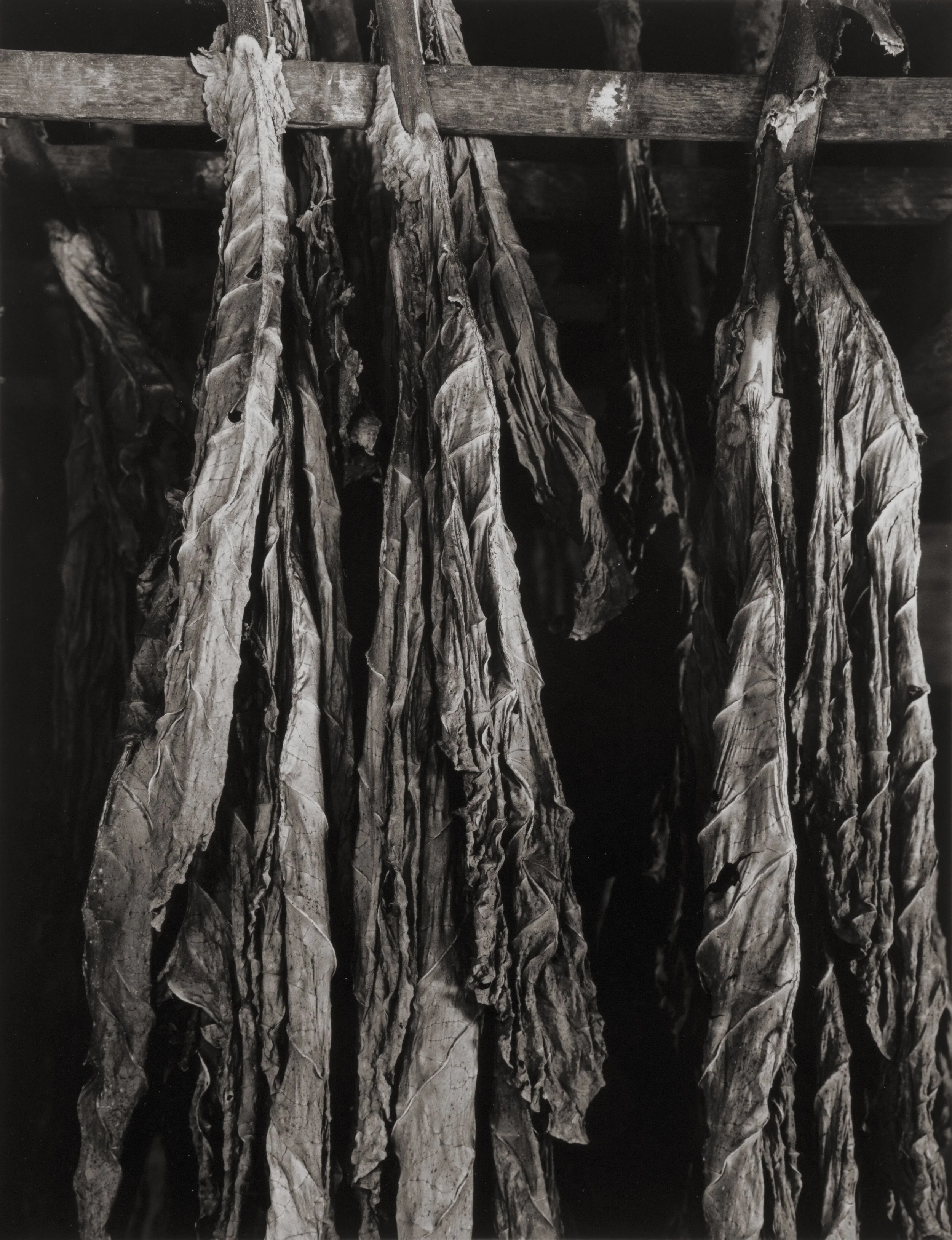 Drying Tobacco Leaves, Sunderland, MA