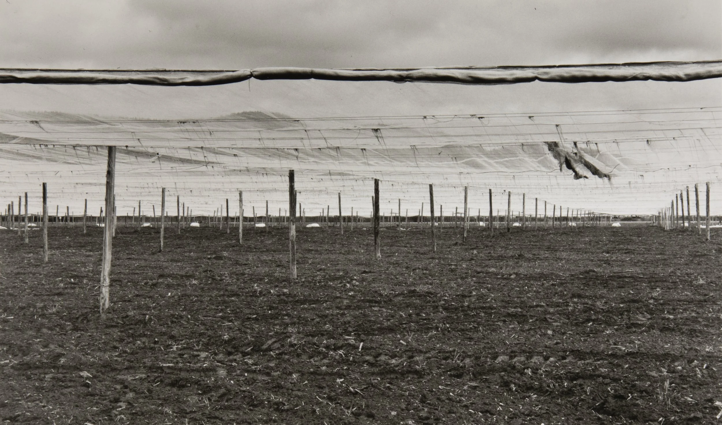 Tobacco Field, Sunderland, MA