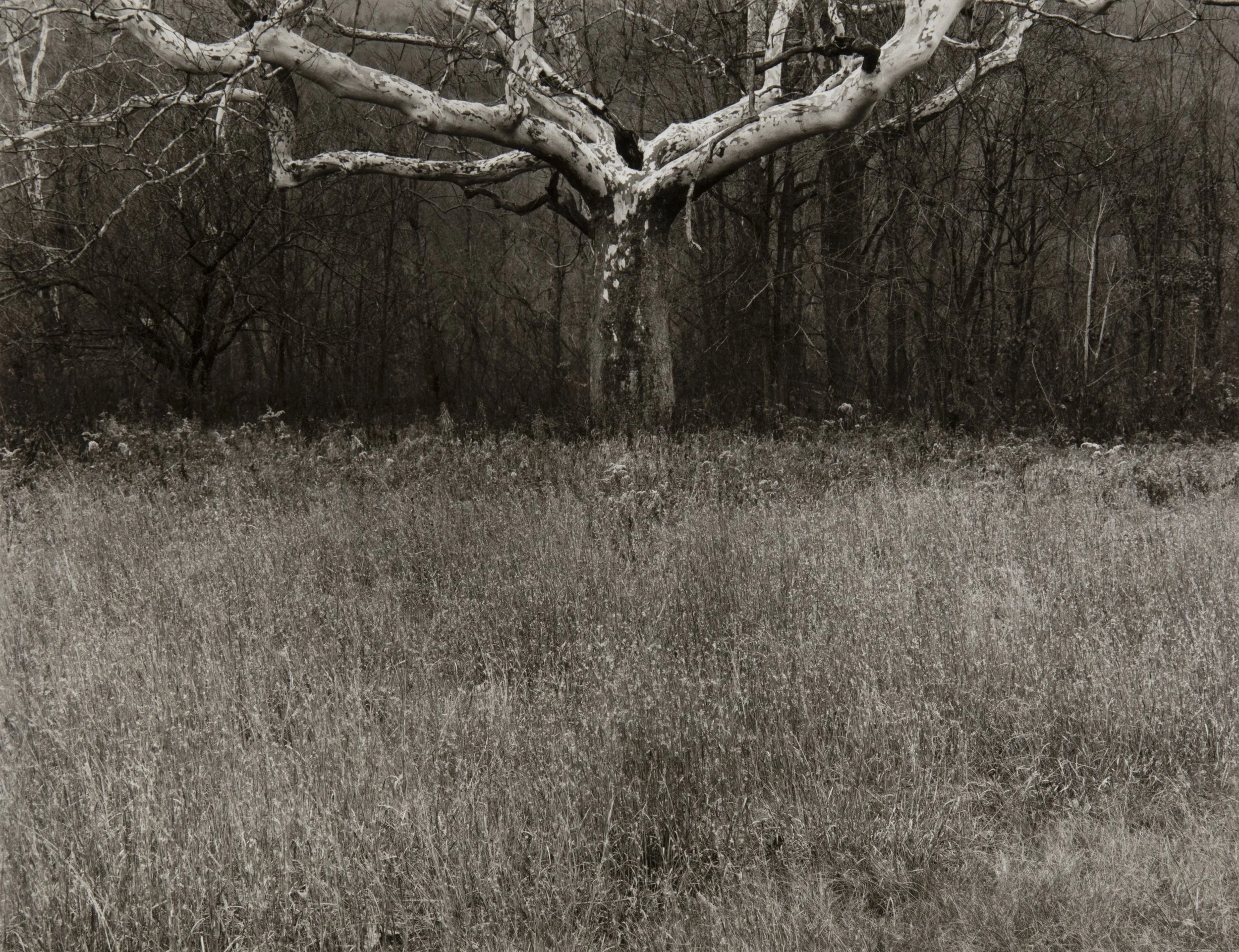 Graceful Ghost, Charlemont, MA