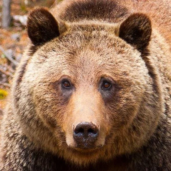 Wildlife