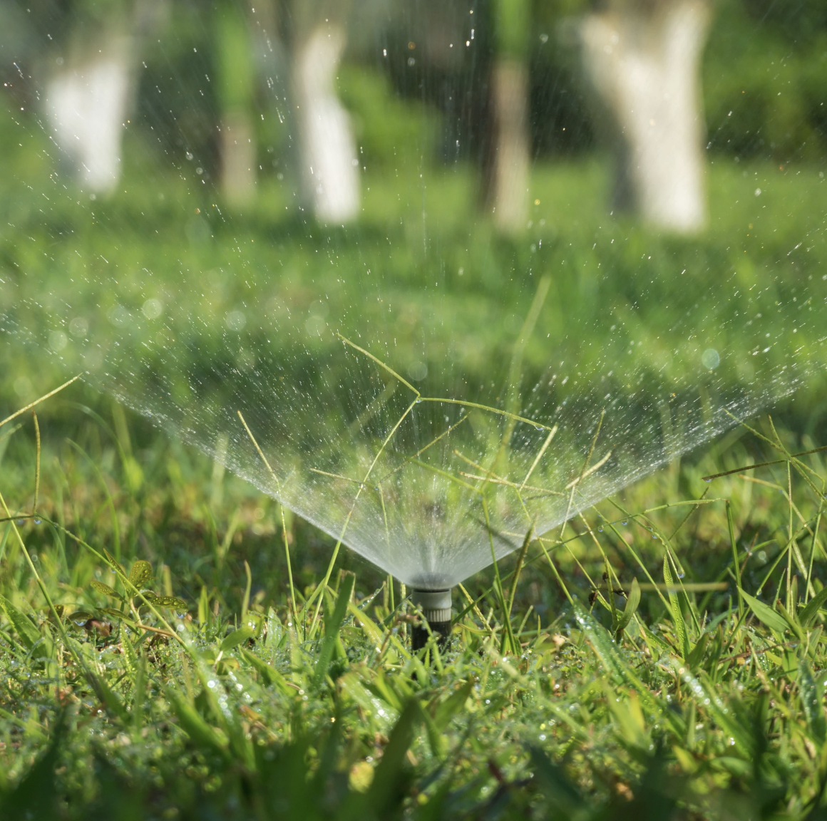 Irrigation sprinkler system watering a Bellevue residential lawn 