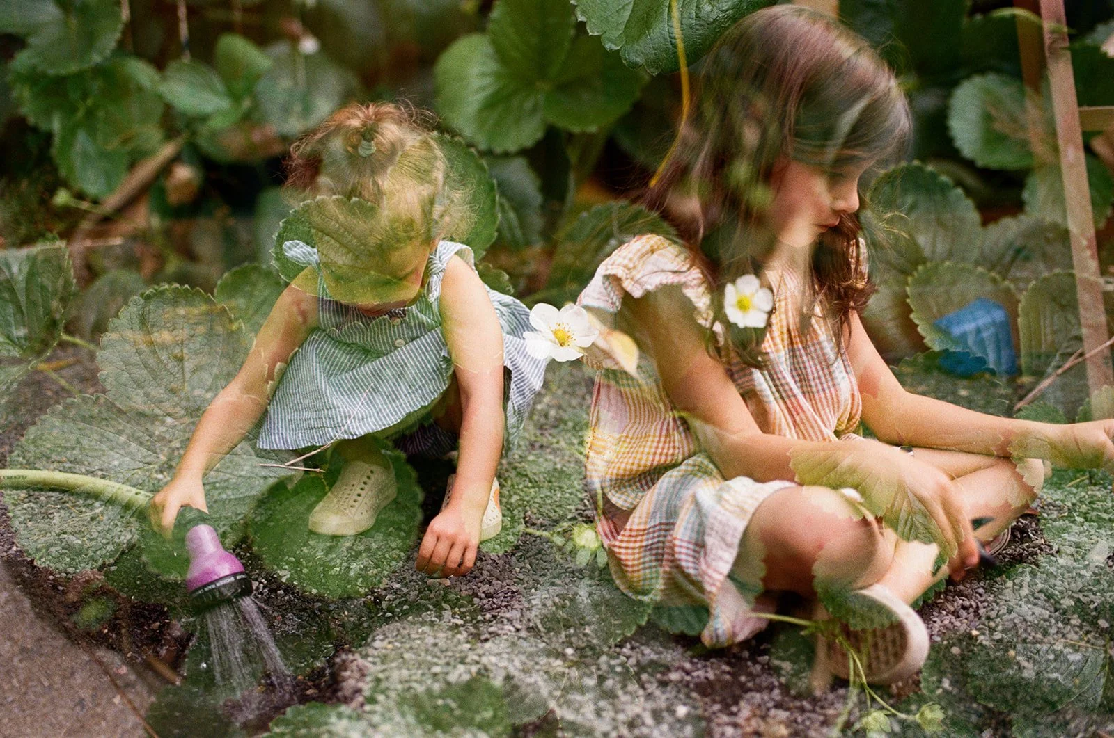double-exposure-flowers-sisters-film-portland-oregon-garden-summer.jpg