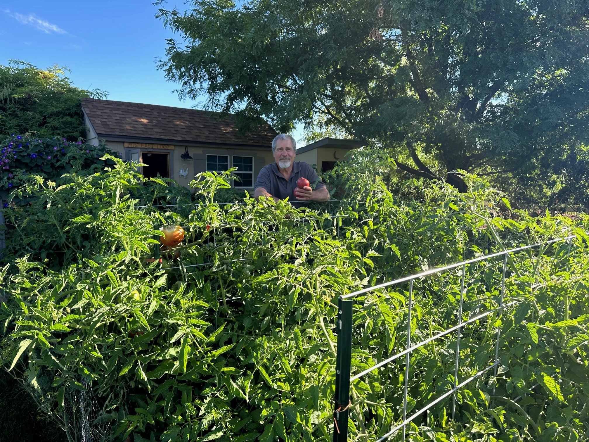 Backyard Tomatoes 2023