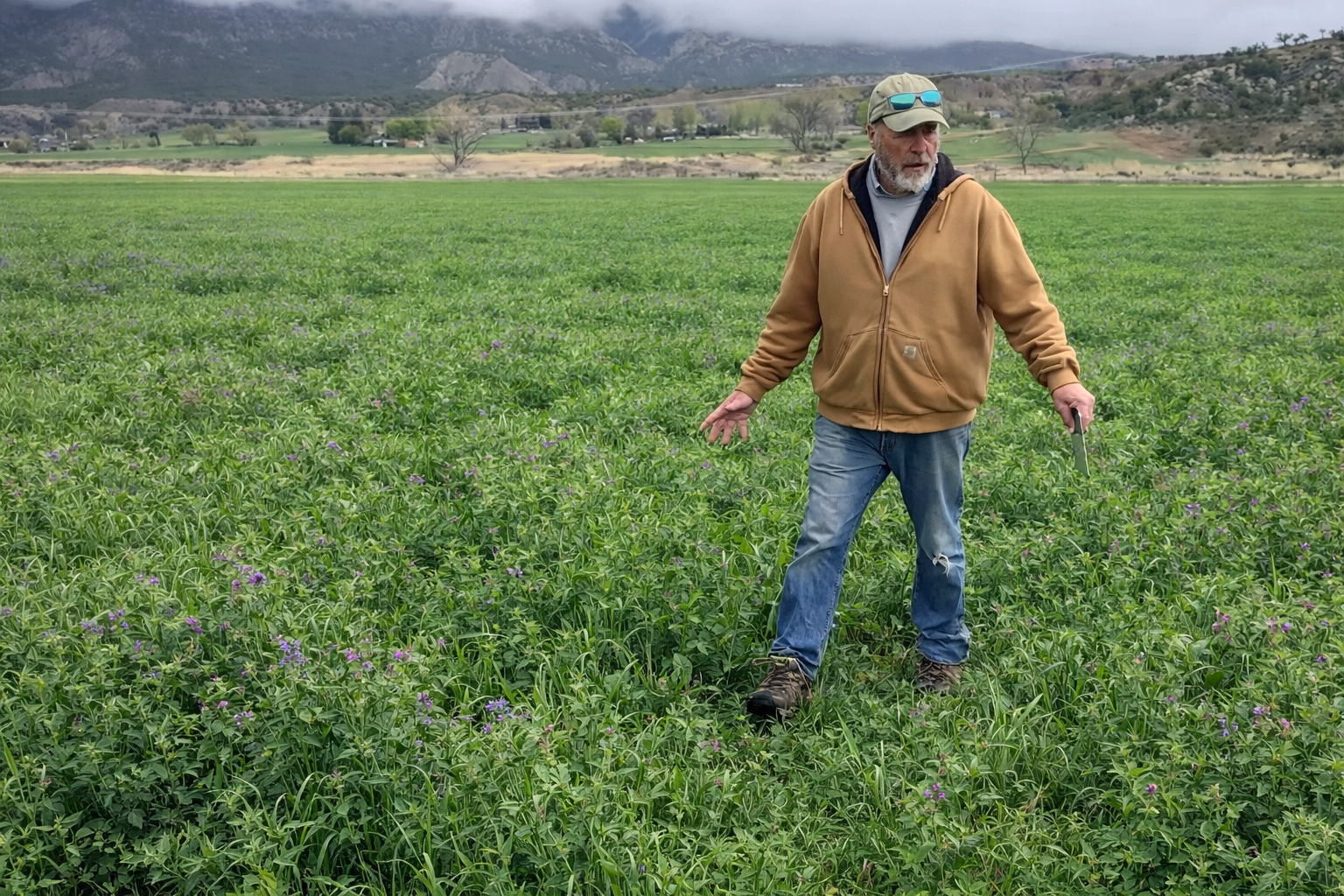 Orchard Grass and Alfalfa mix photo.png