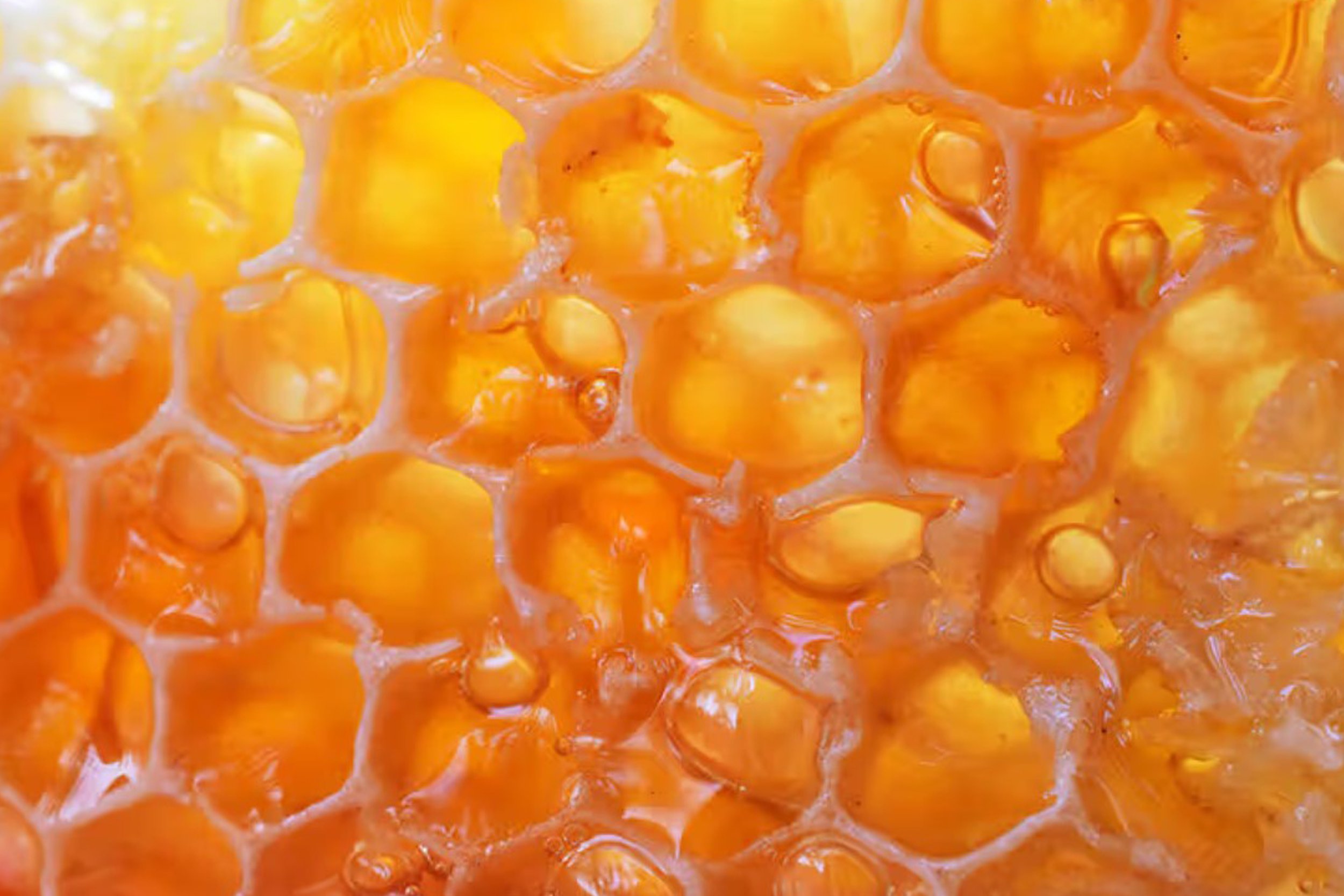 Honey1.jpg