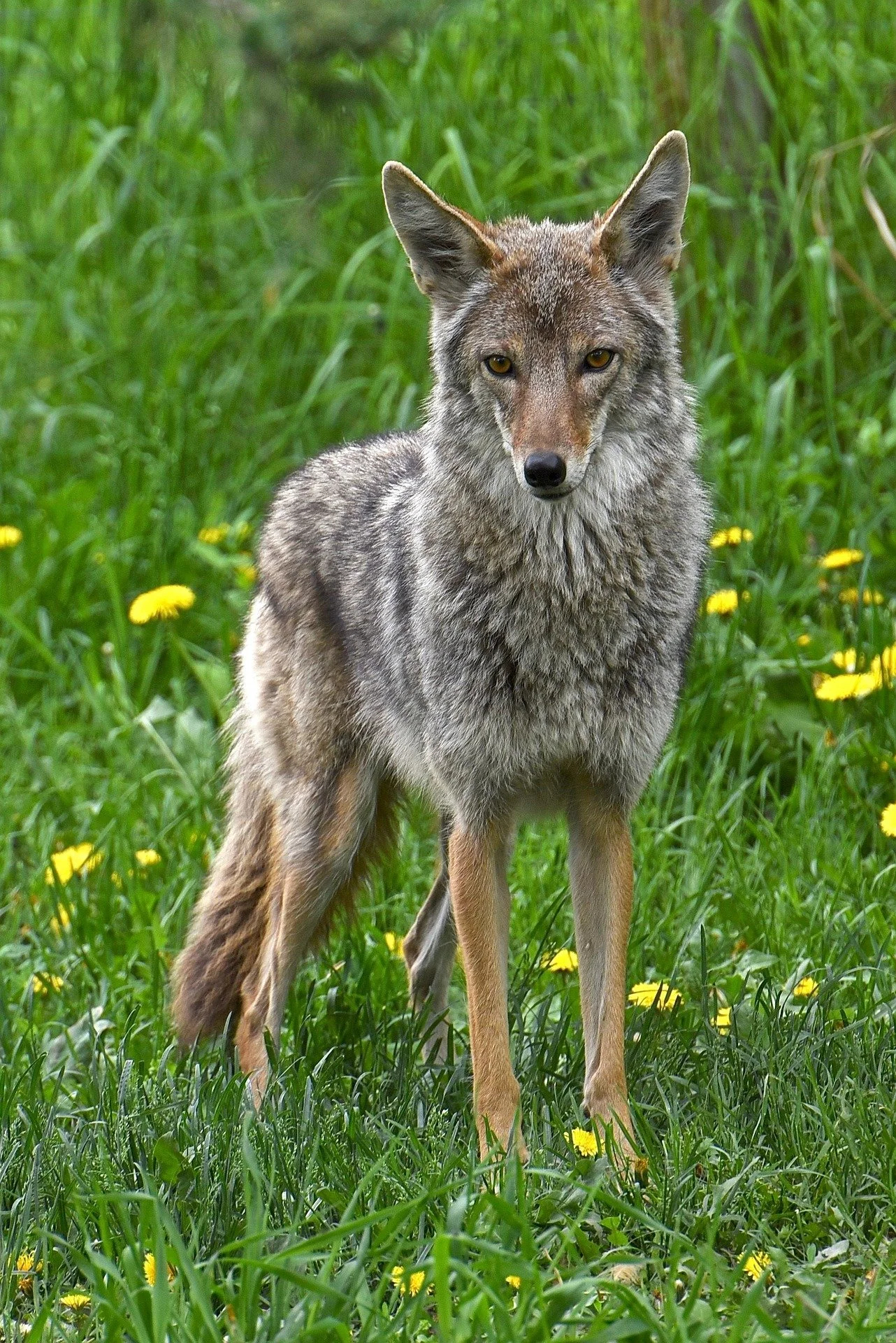 margskogland-coyote-6510080_1920.jpg