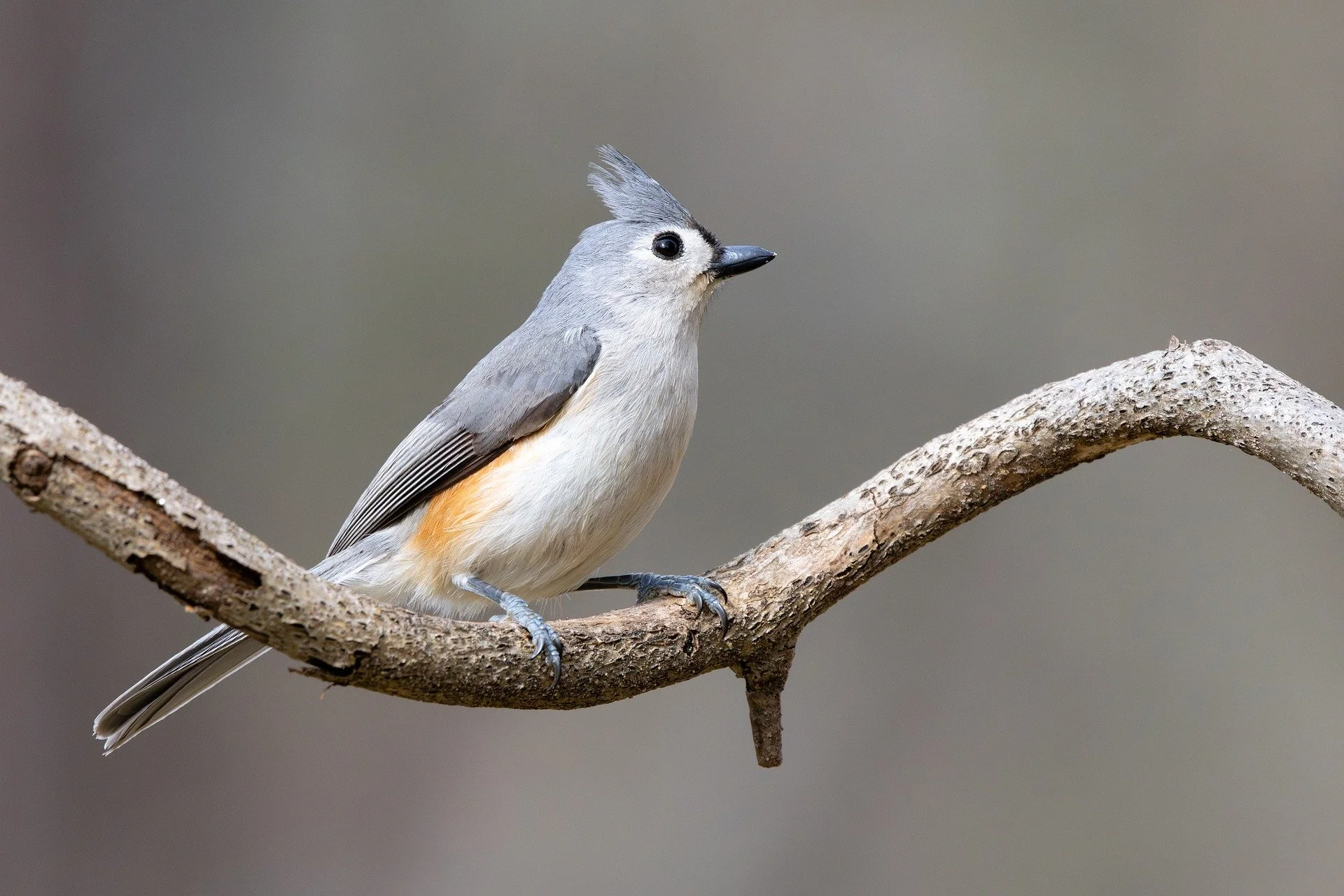 trek_jason-titmouse-9520322_1920.jpg