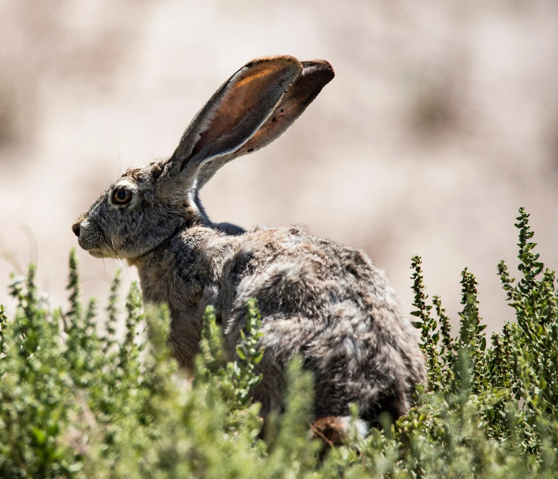 annboulais-jack-rabbit-5588626_1920.jpg