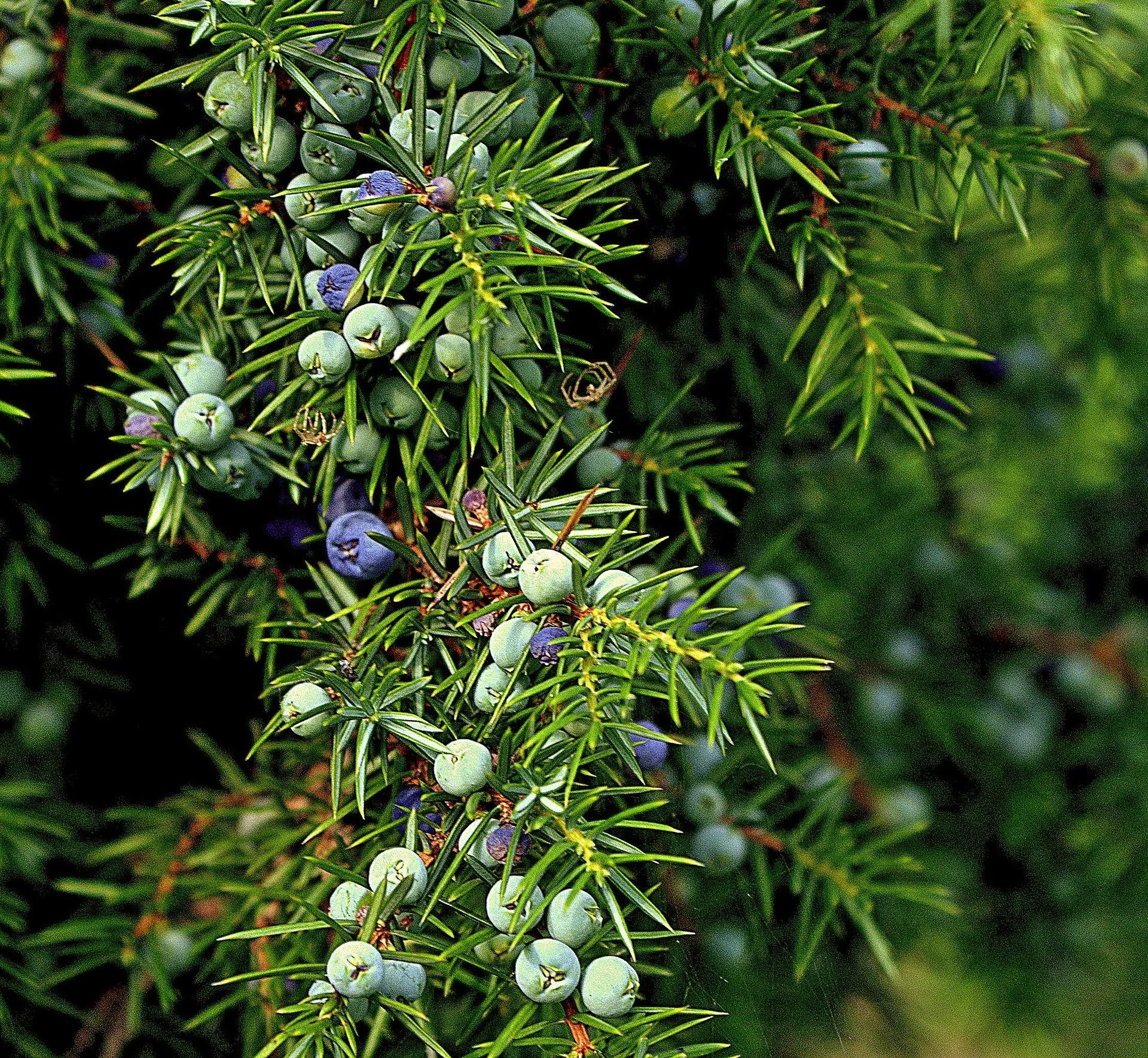 uroburos-juniper-512877_1920.jpg