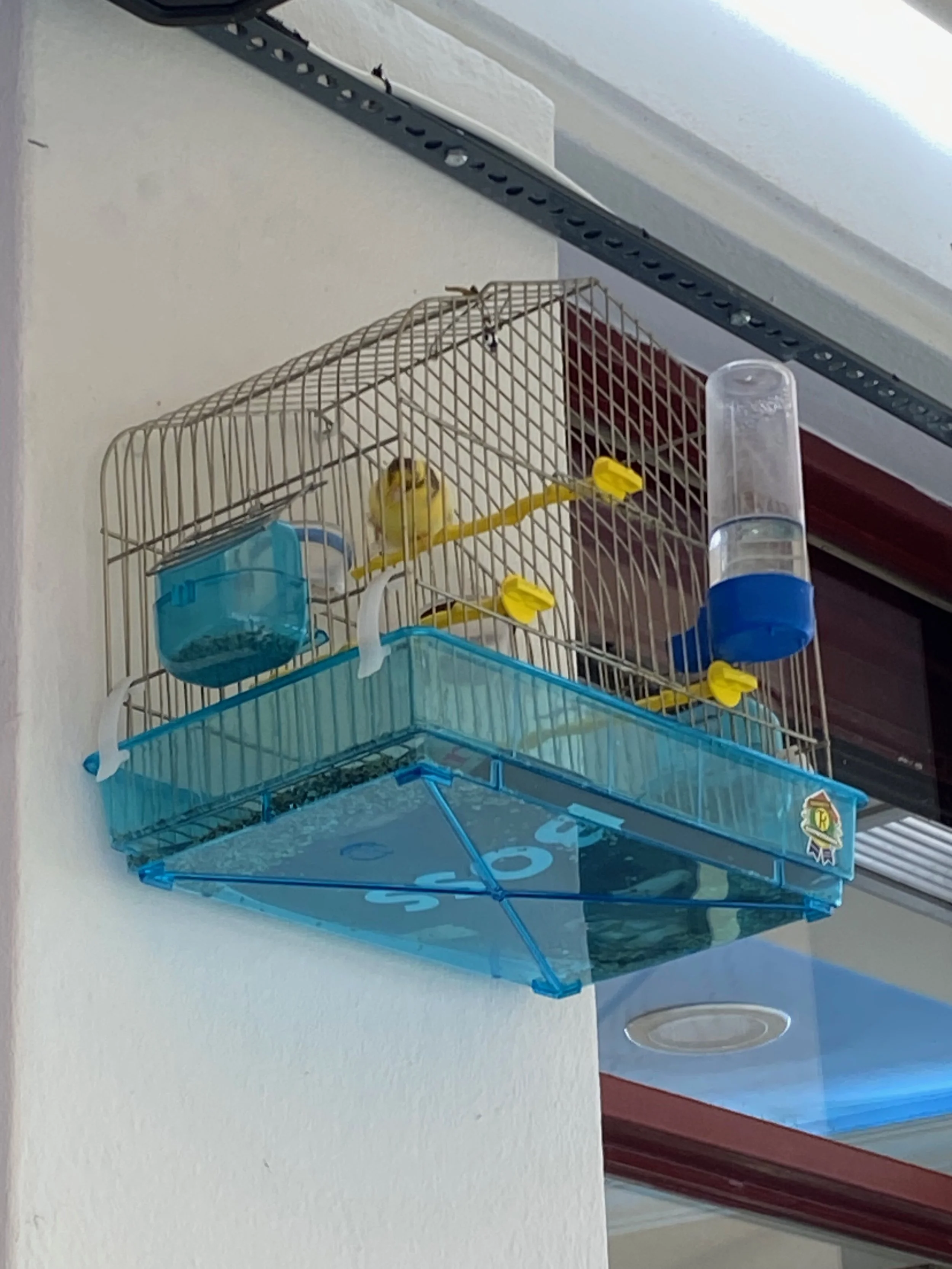 Bird