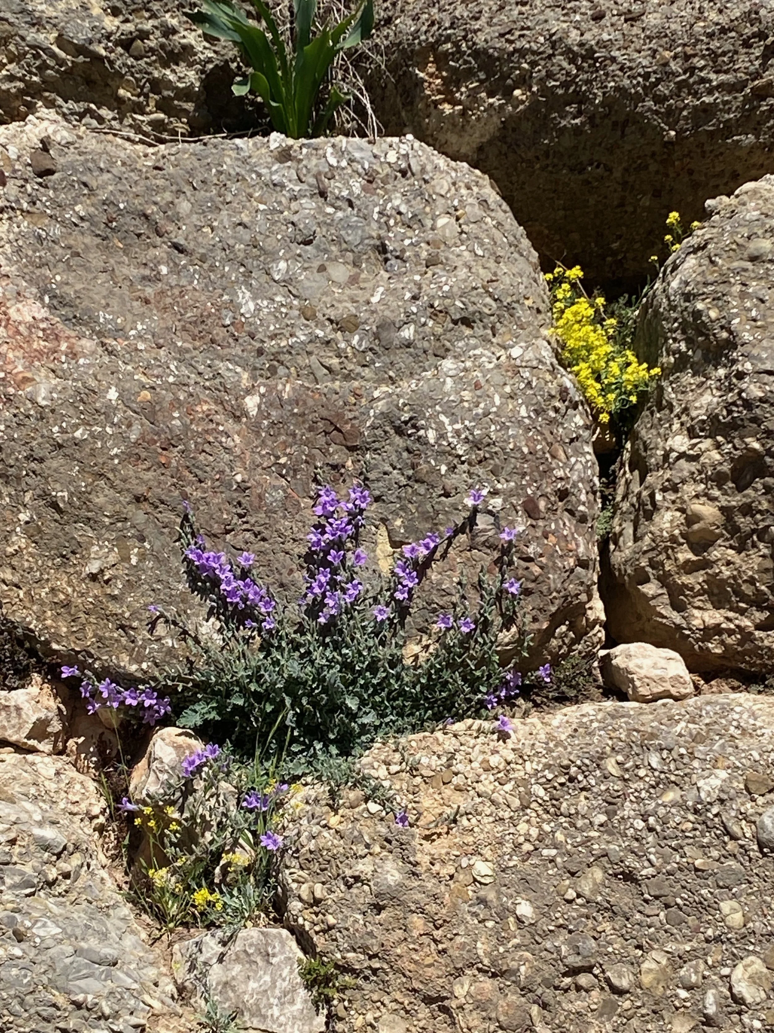 Wild Flowers
