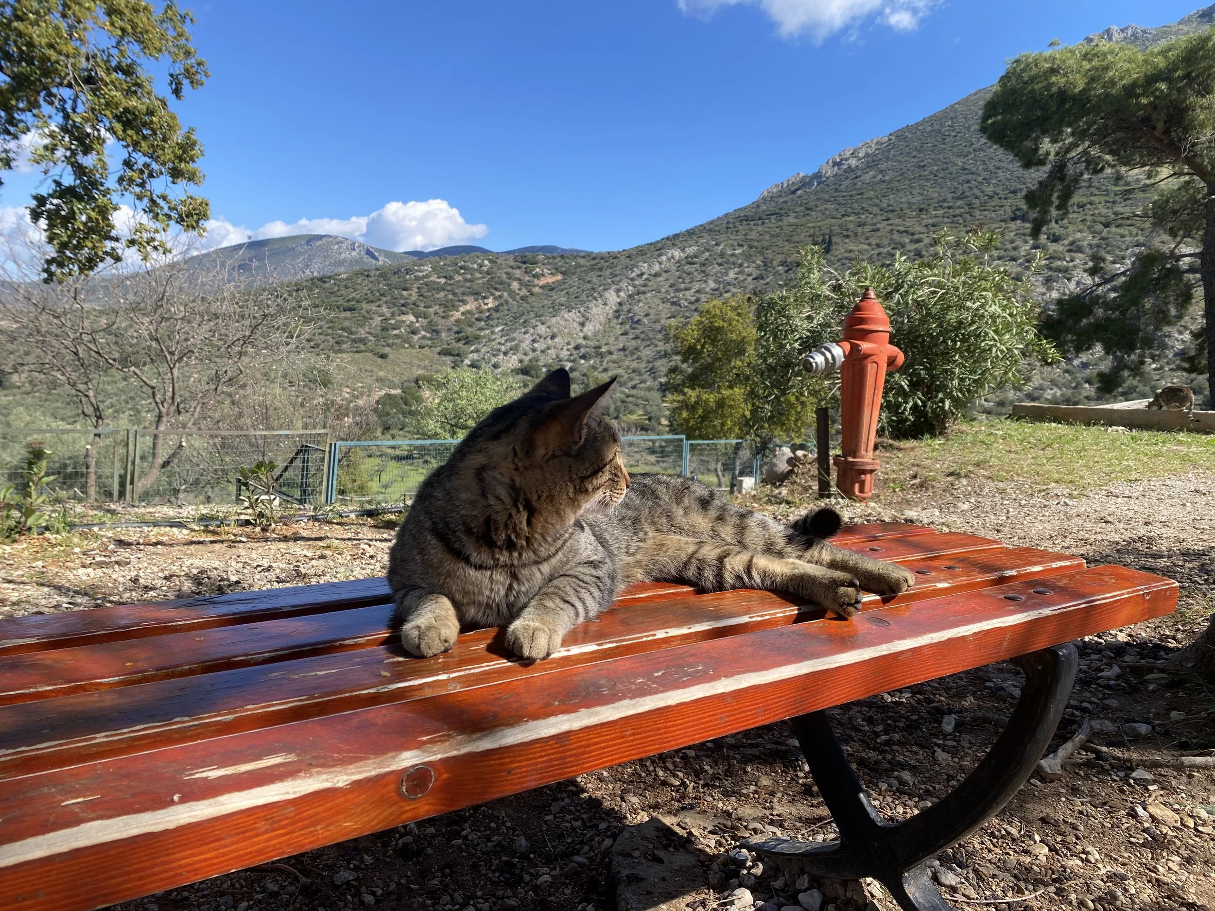 Cat