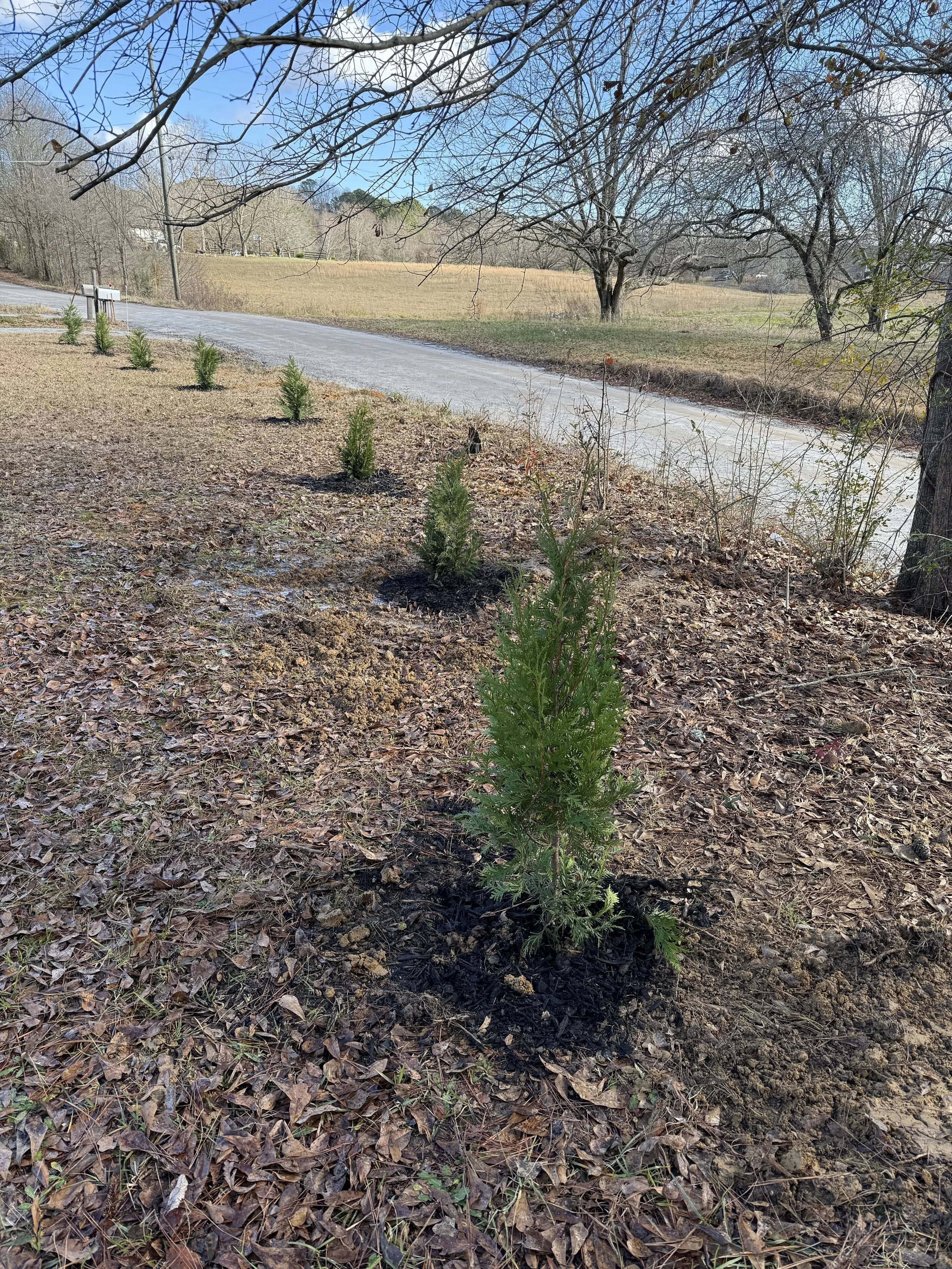 New Trees 