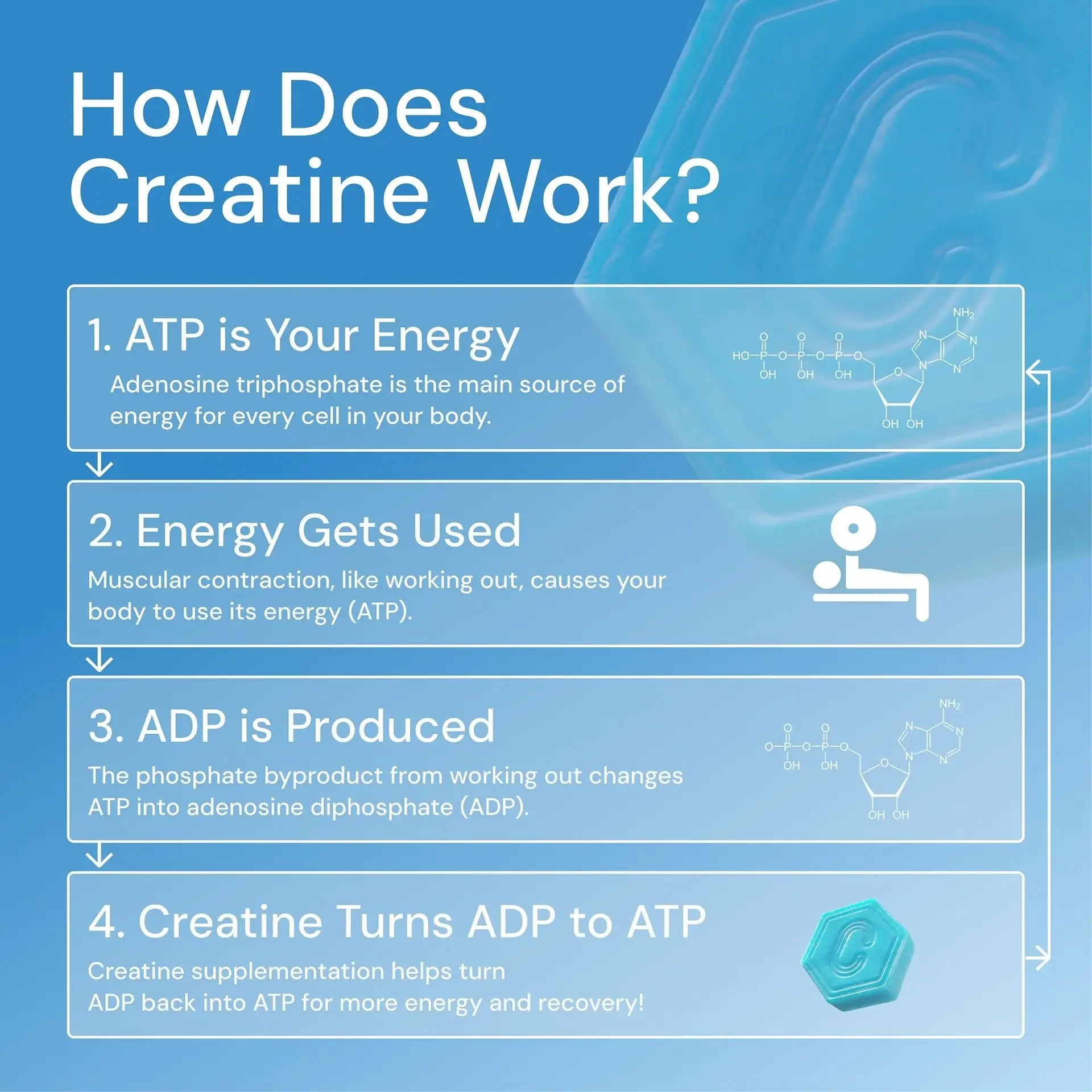 Photo is an Infograph showing how creatine works in the body