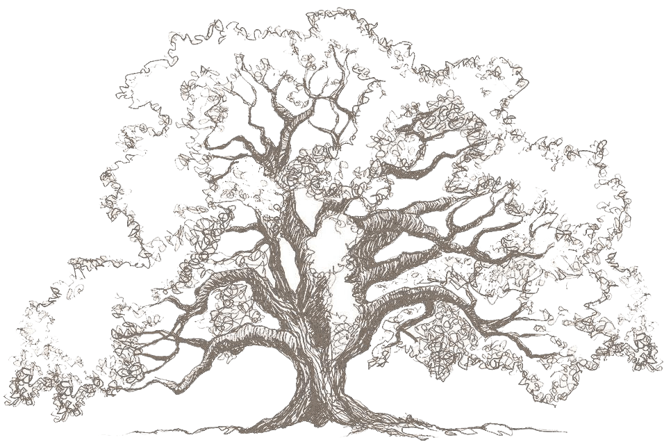 Drawing of an oak tree