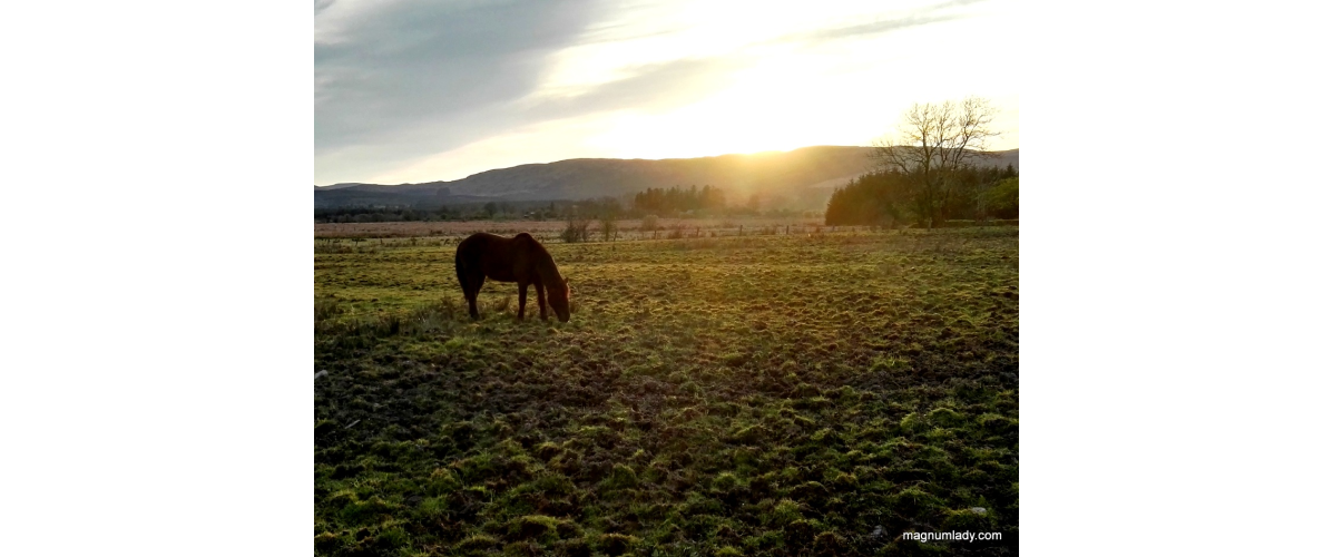 At the Foot of the Ox Mountains near Cloonacool in County Sligo, Ireland, 2016