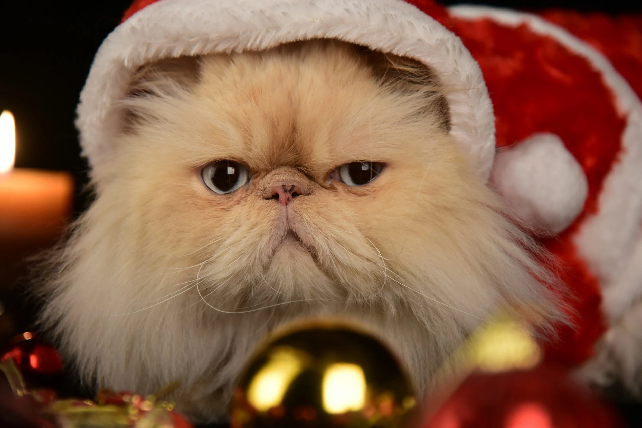 angry looking white cat with a santa cap on