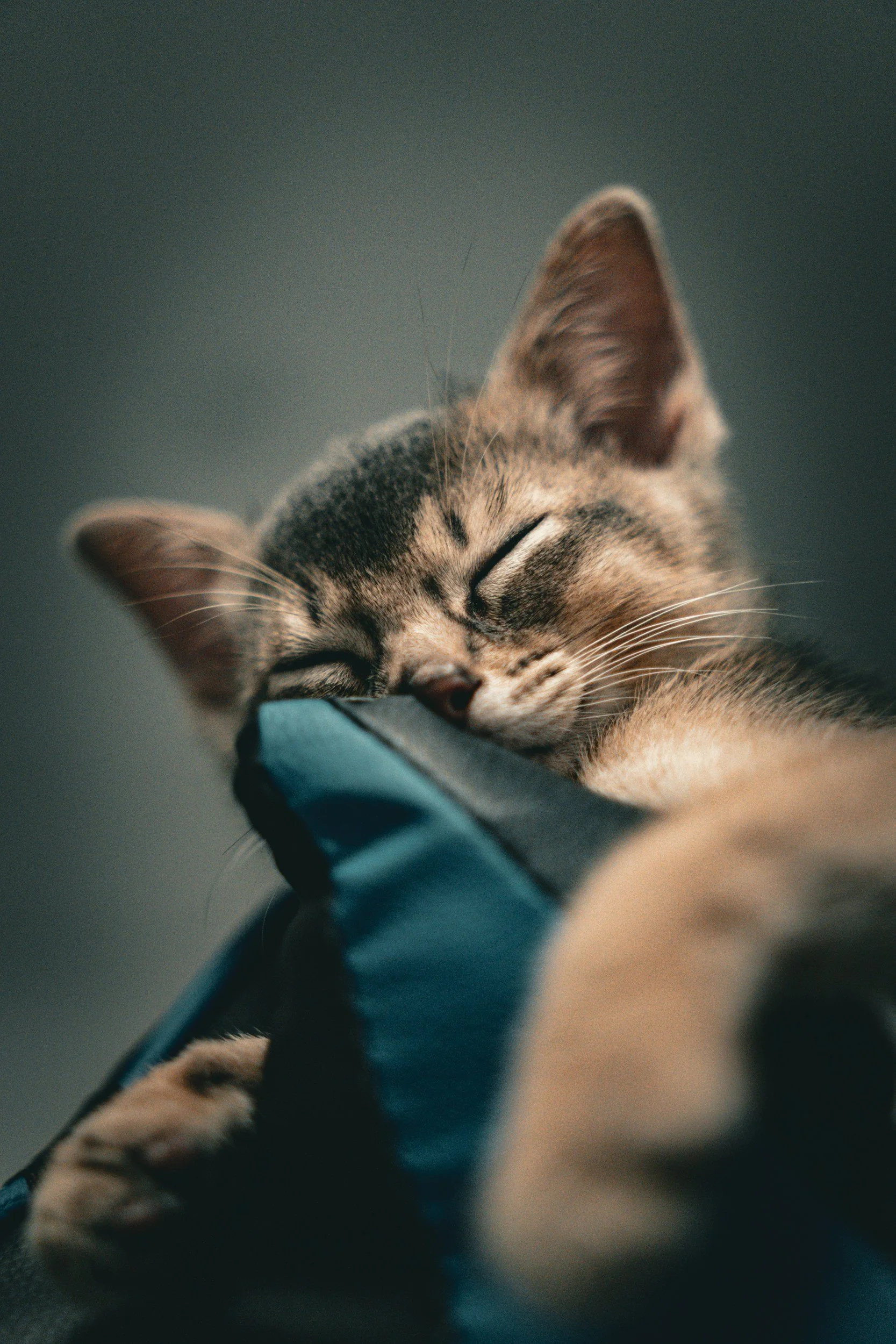 A close-up of a sleeping tabby cat resting its head on a dark fabric surface.