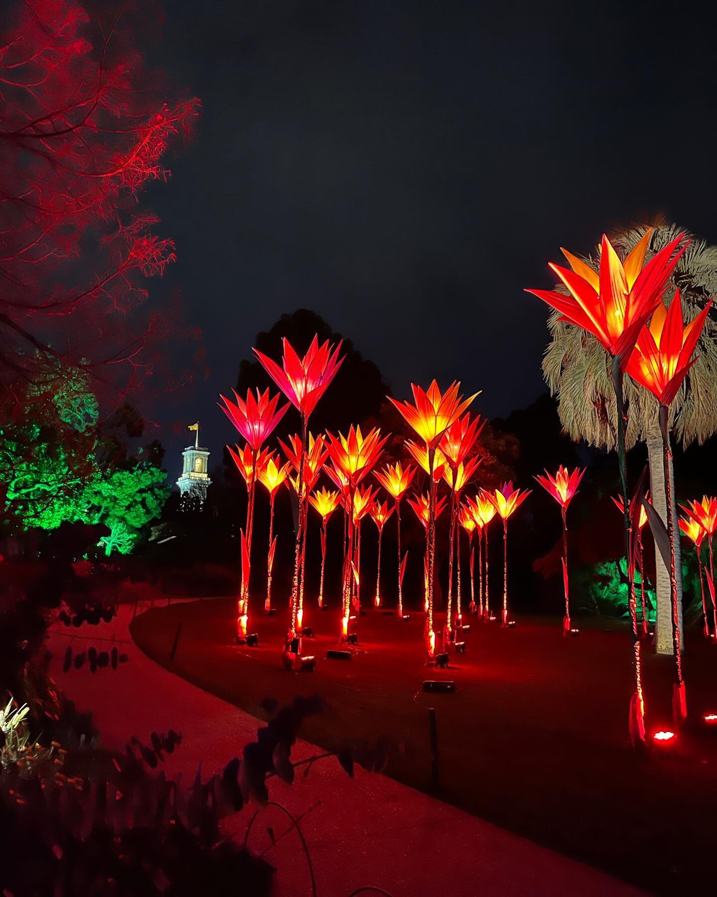 240622 : About last night!
.
I was super lucky to experience the wonderfully immersive Lightscape in the @royalbotanicgardensvic before it officially opens tonight. It is a magical 1.8km meander and a joy to see the lights dance off the treetop canop