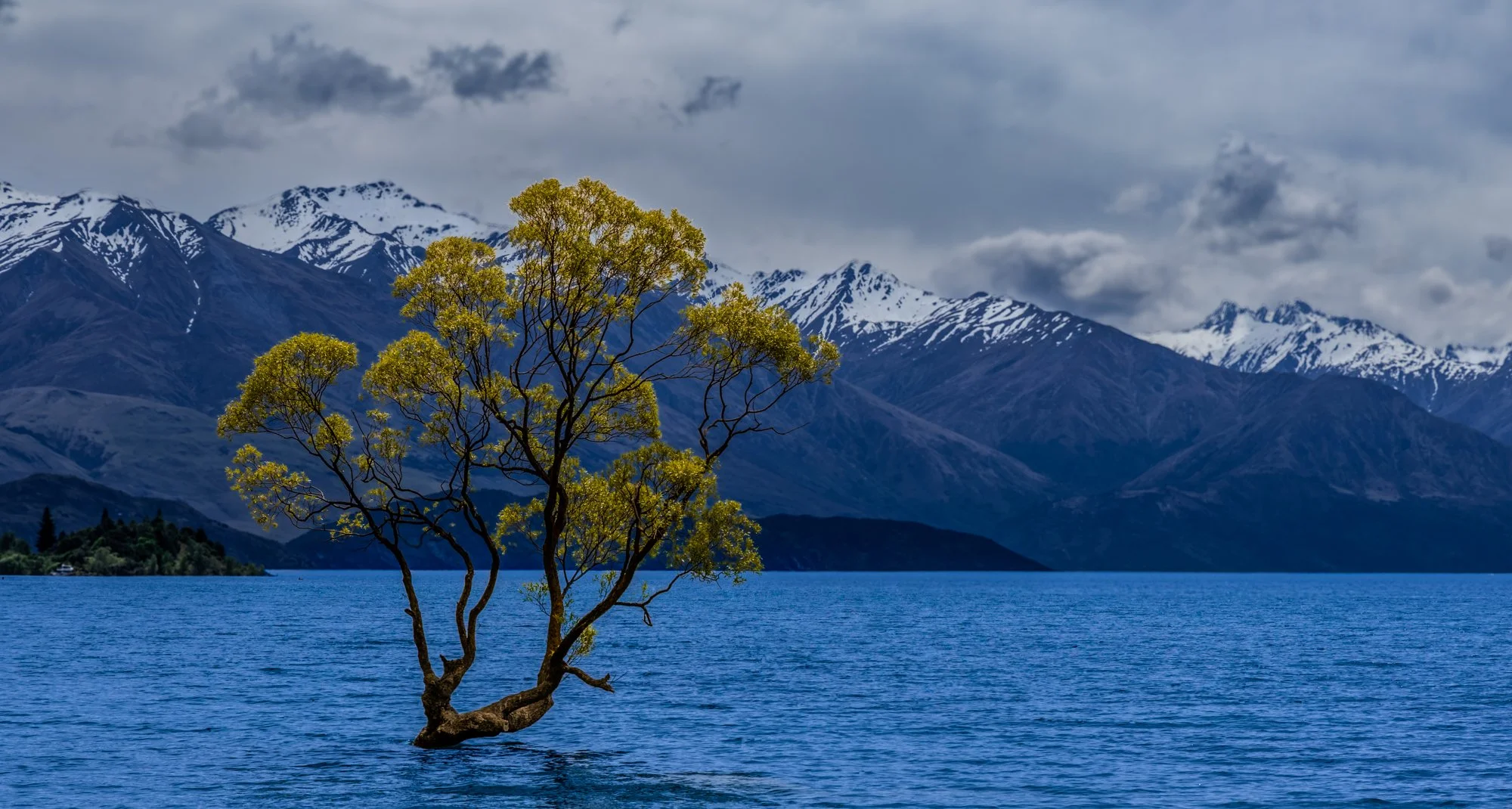 That Wānaka tree, New Zealand
