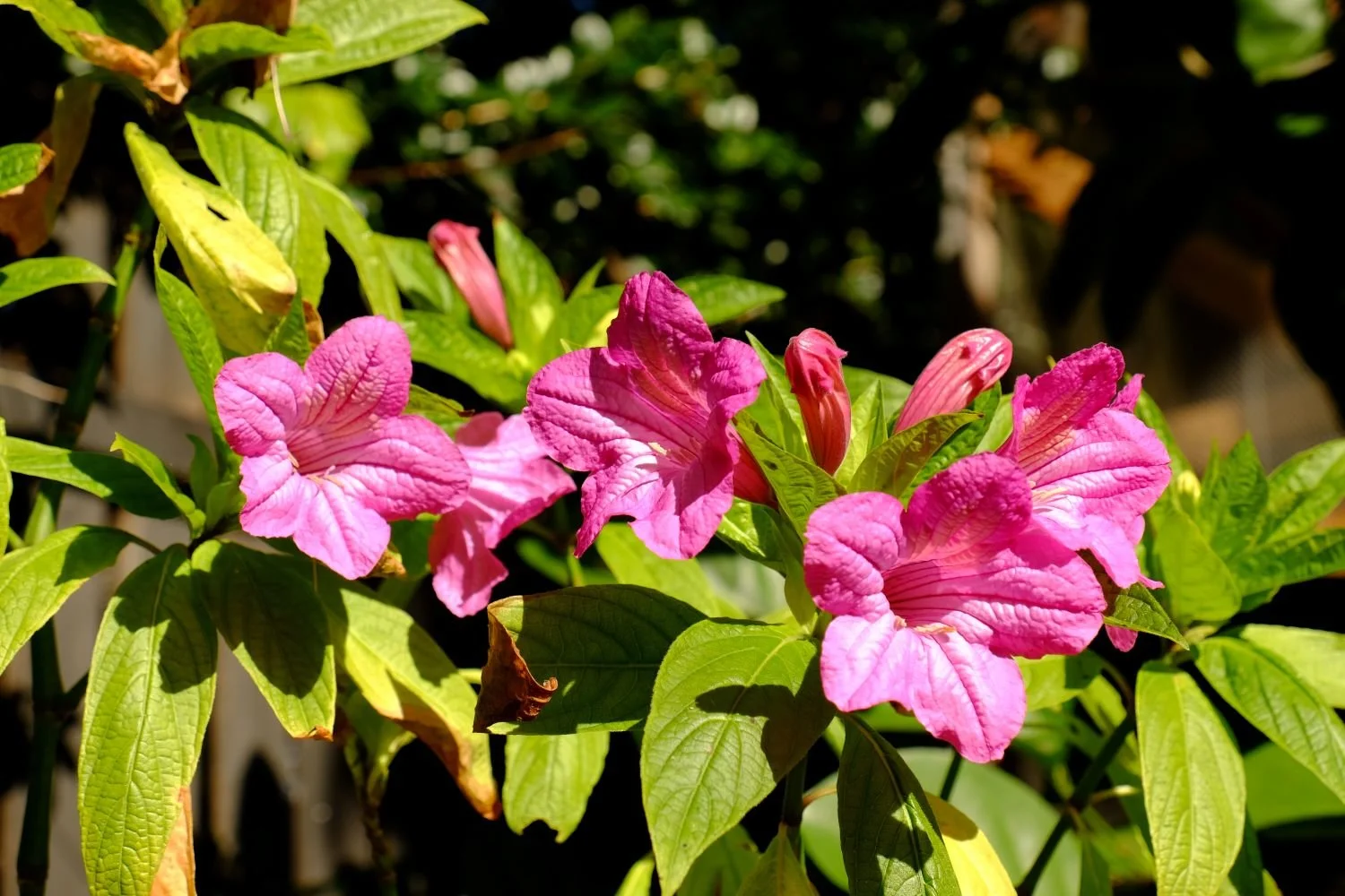 Ruellia macrantha