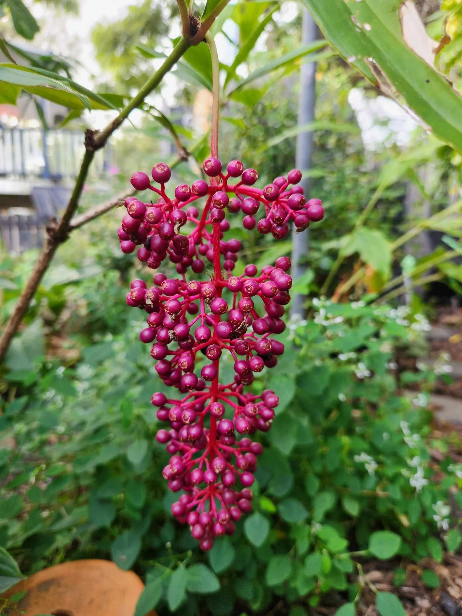 Magestical Medinilla
