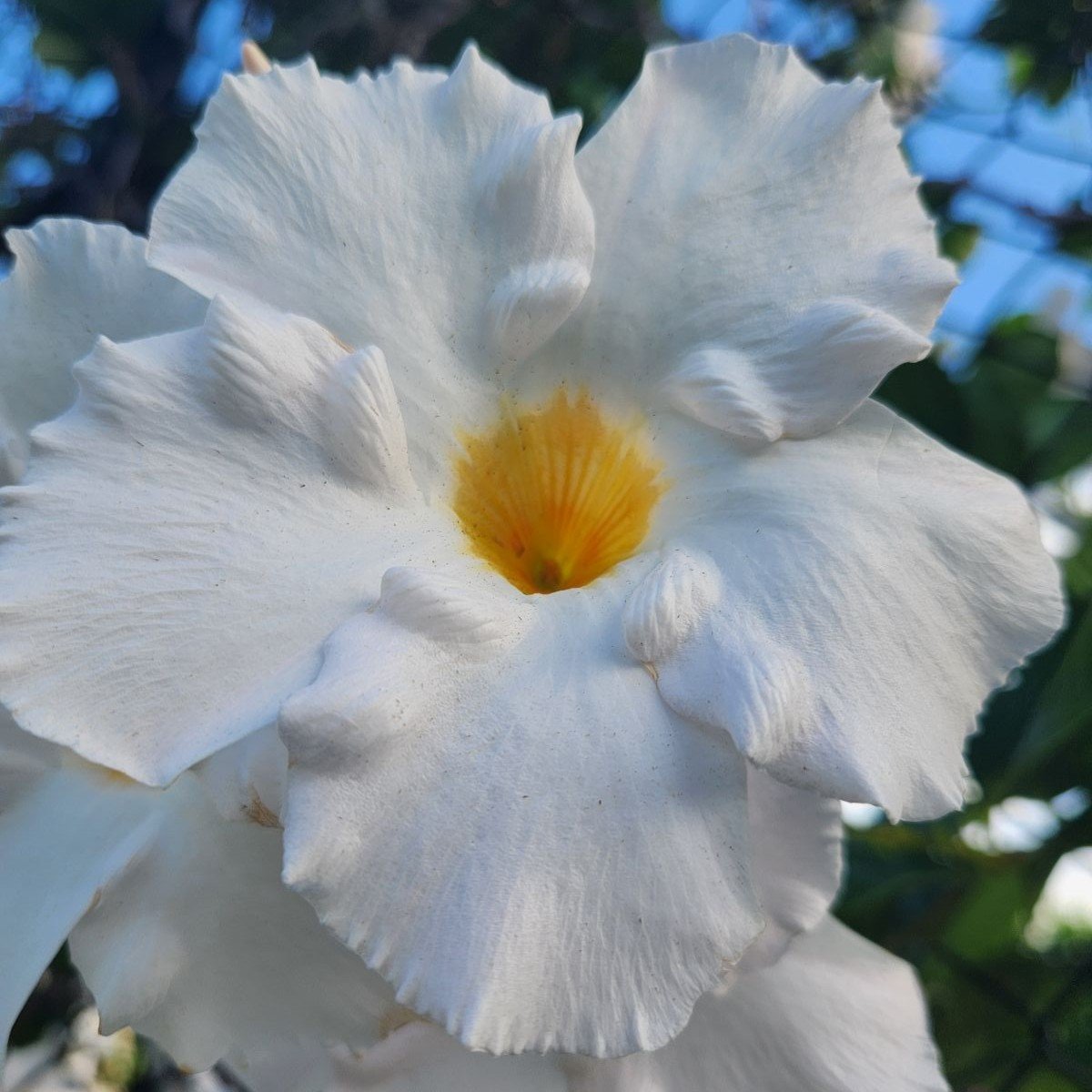 Marvellous Mandevilla