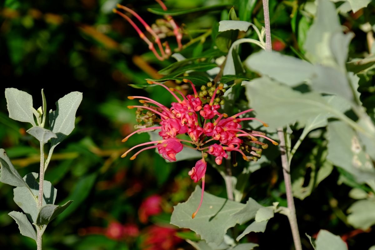 Splendour in the Garden