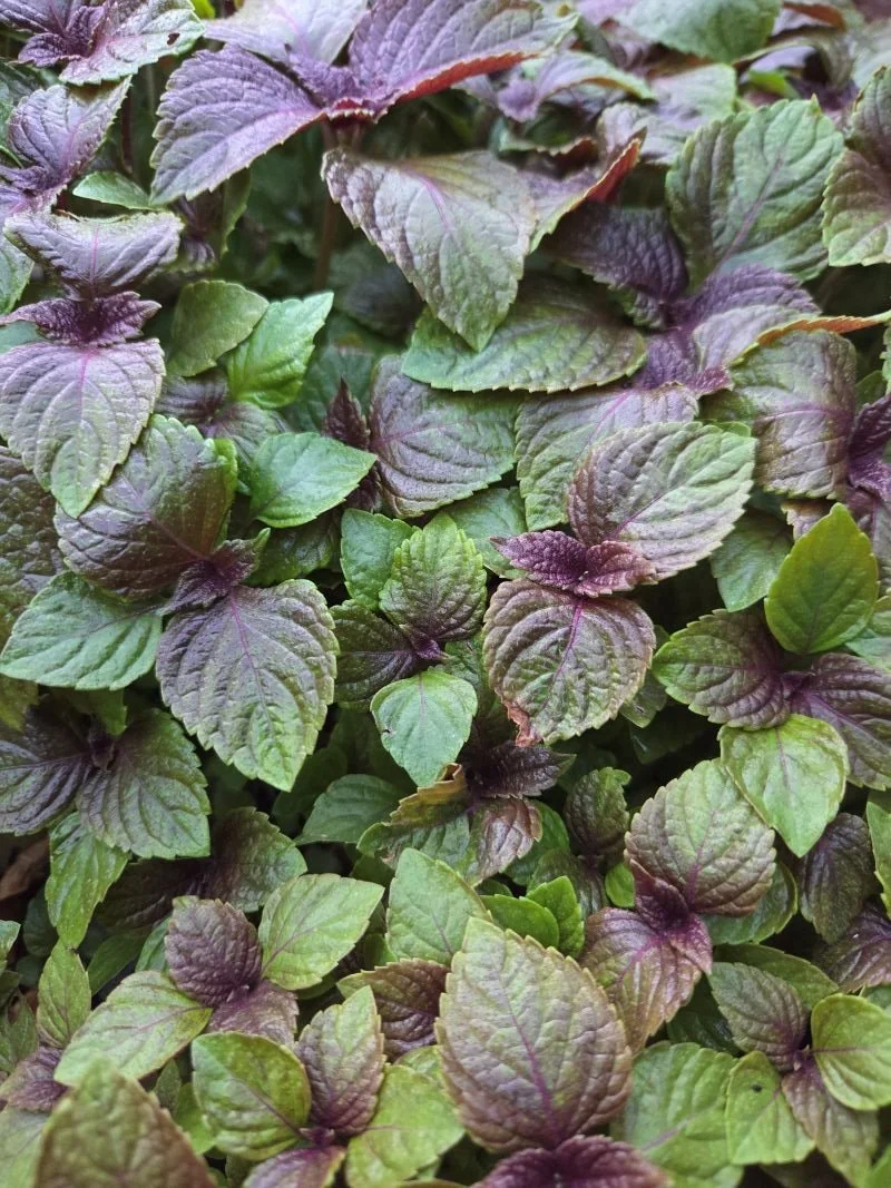 She sows Shiso