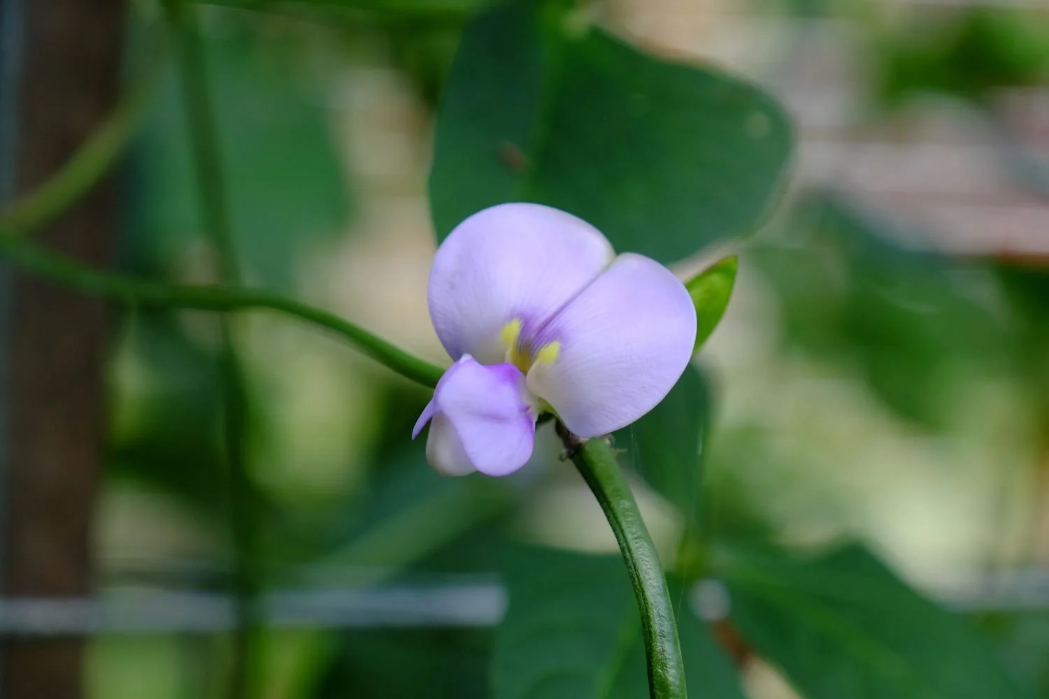 Snake Beans — Girl in the Green