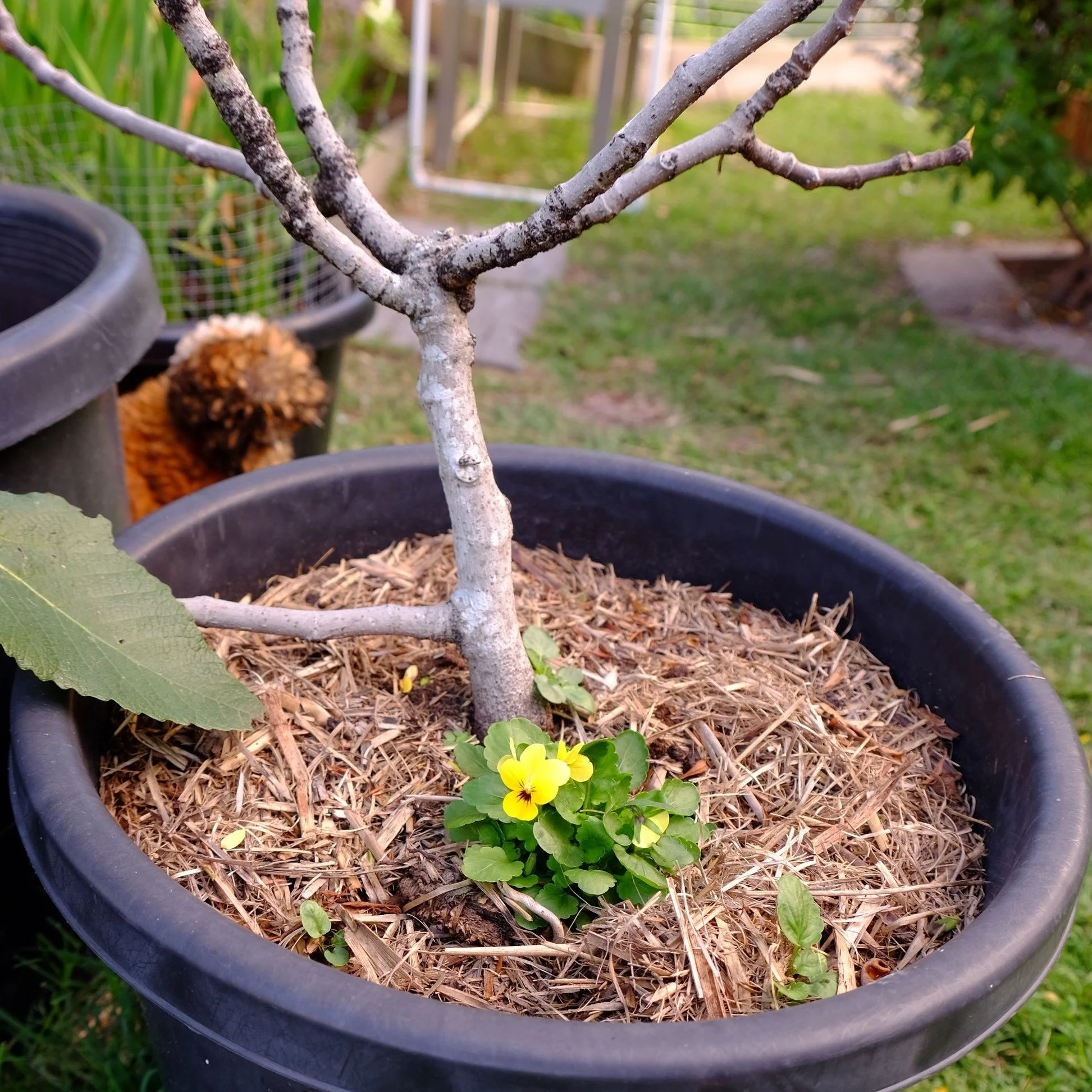 violas in fruit tree pot