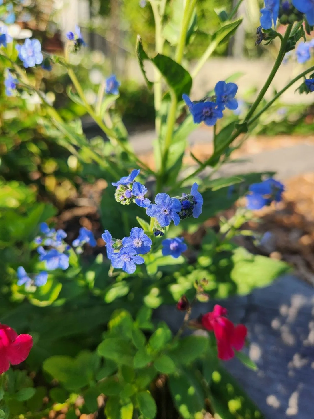 Chinese Forget Me Not