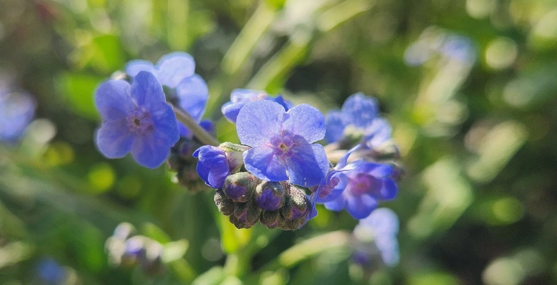 Chinese Forget Me Not