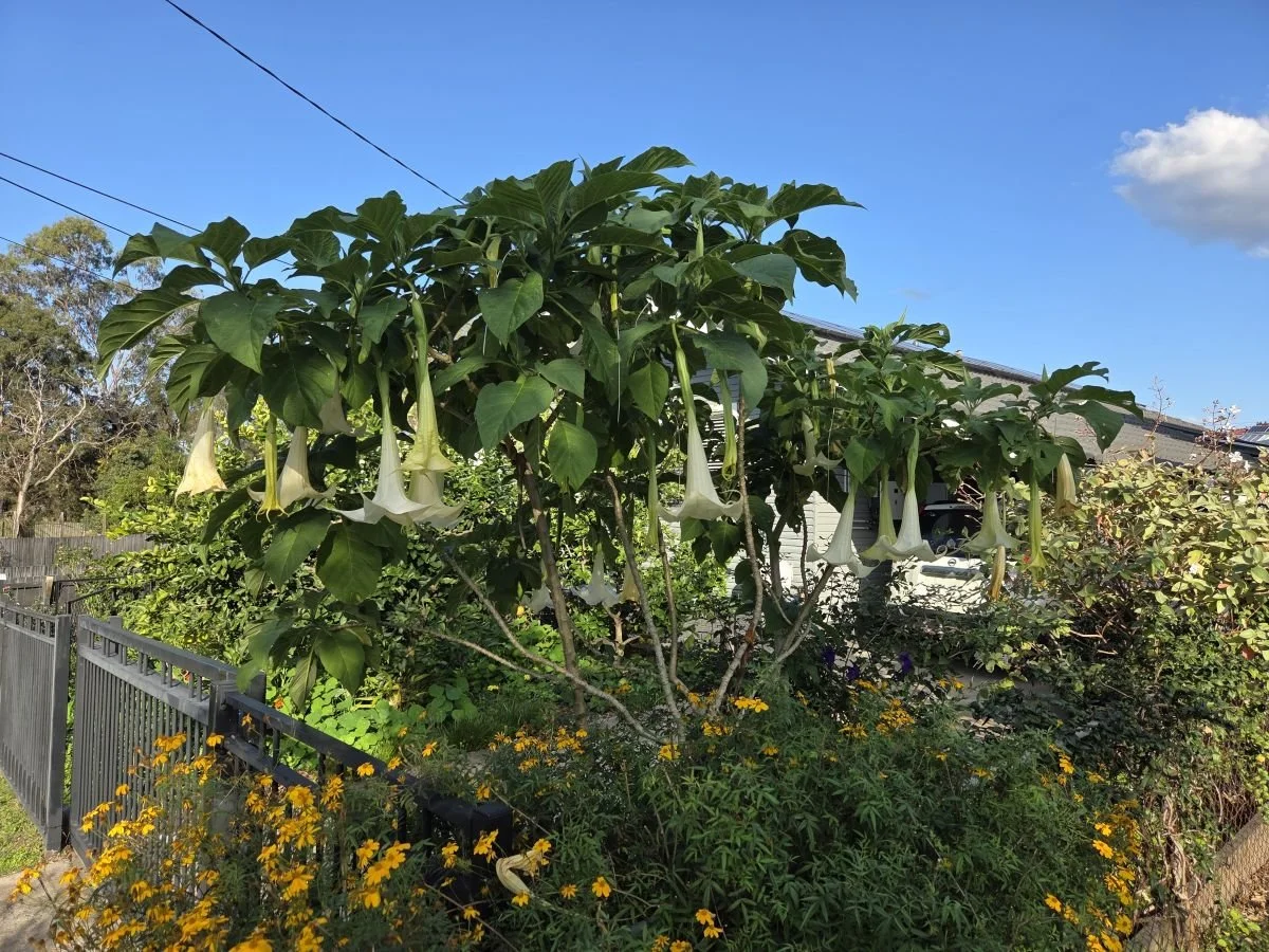 angels trumpet