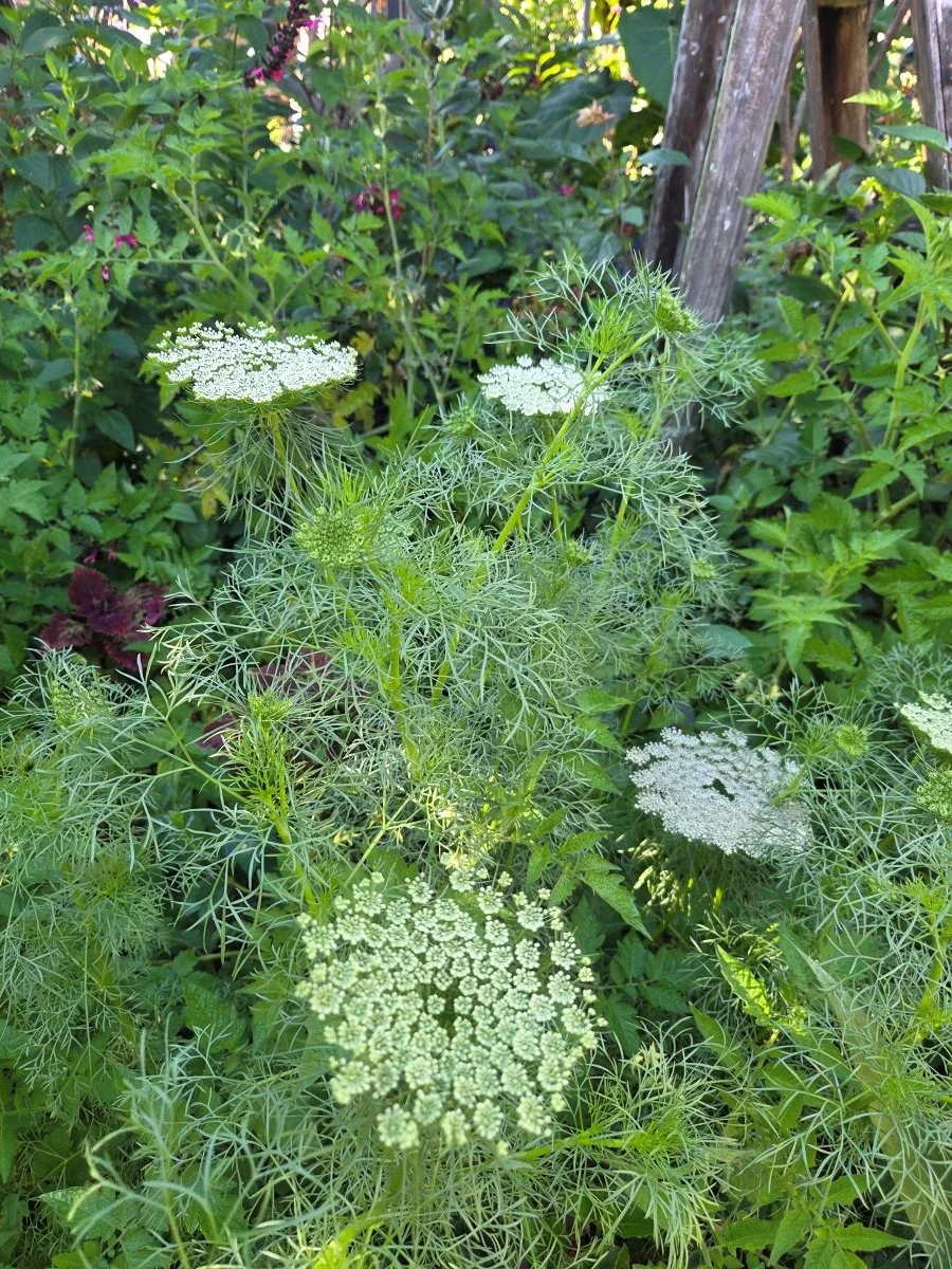 false queen anne's lace / ammi majus