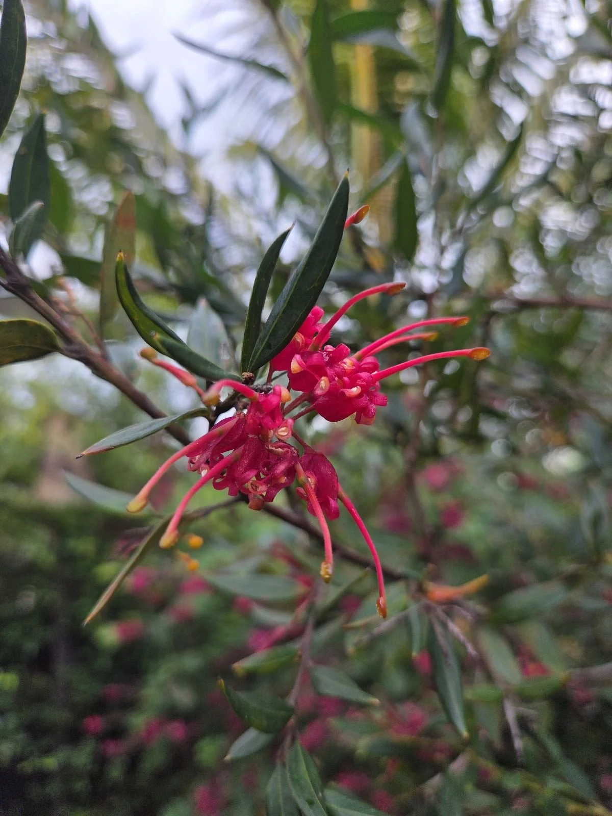 grevillea splendour