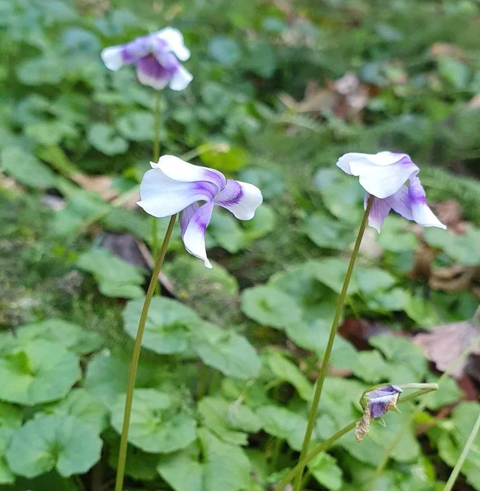 native violets, Viola hederacea