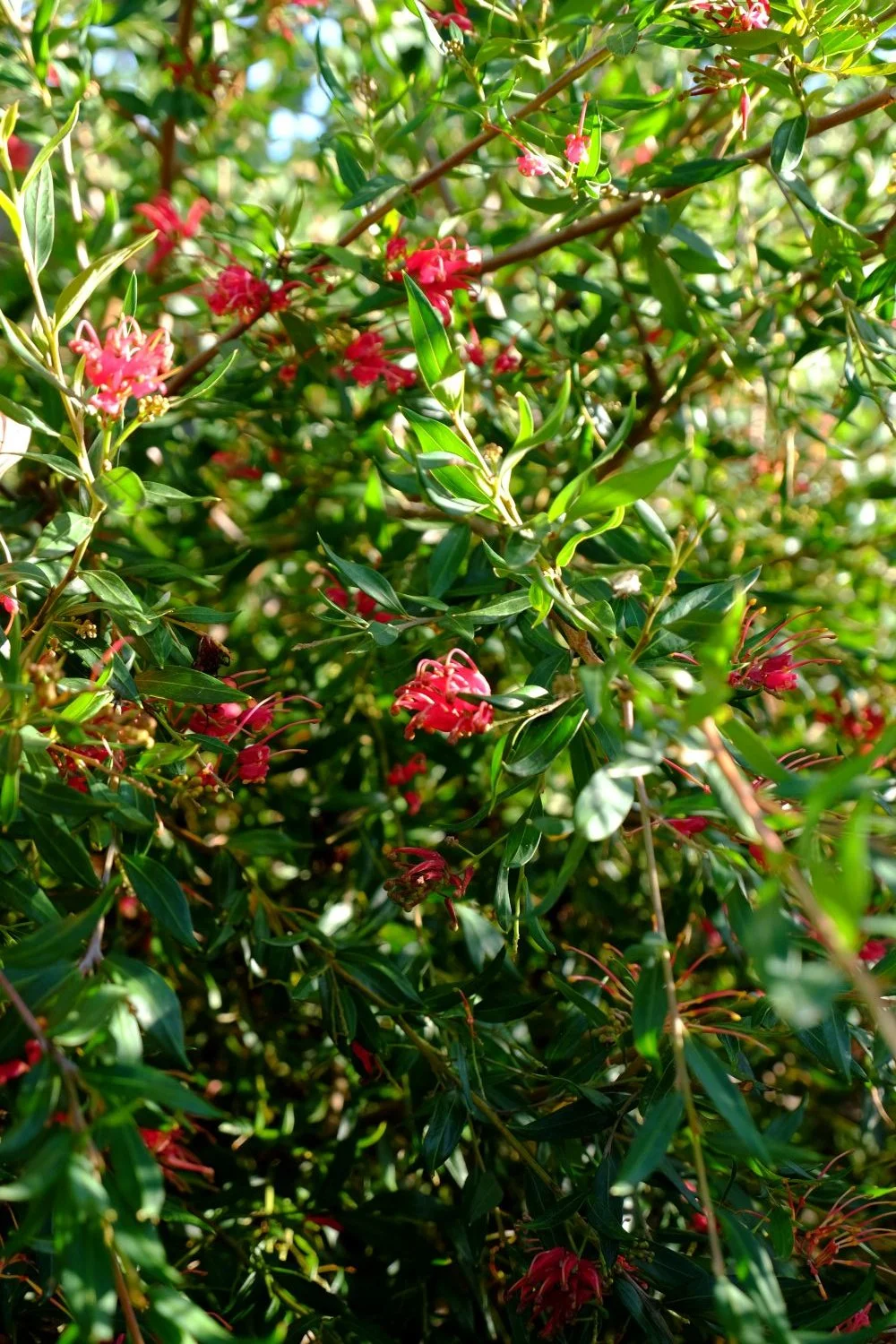 grevillea splendour