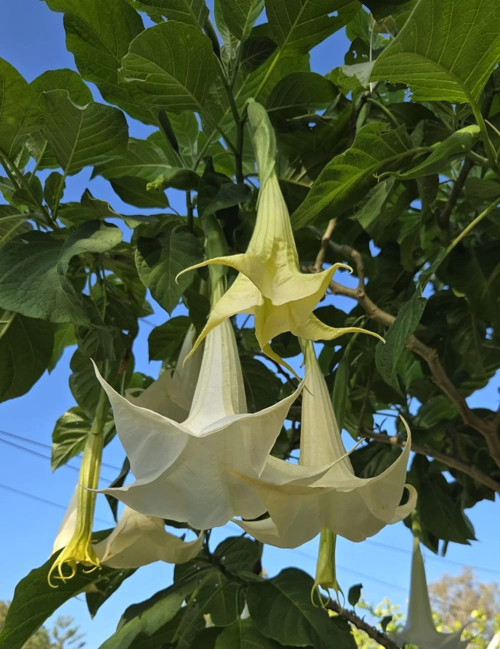 brugmansia flower