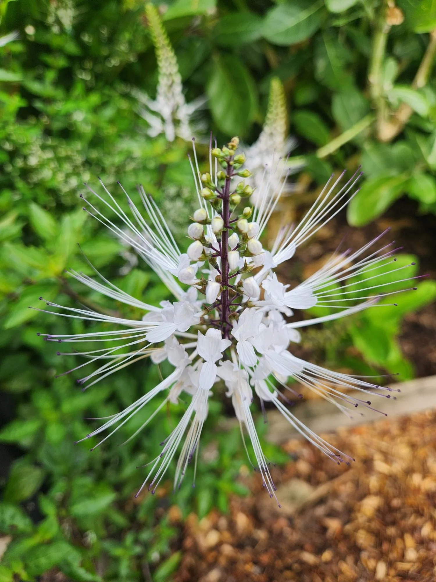 cat's whisker flower
