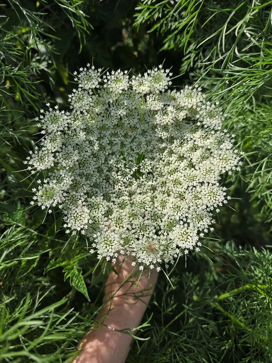 ammi majus flower
