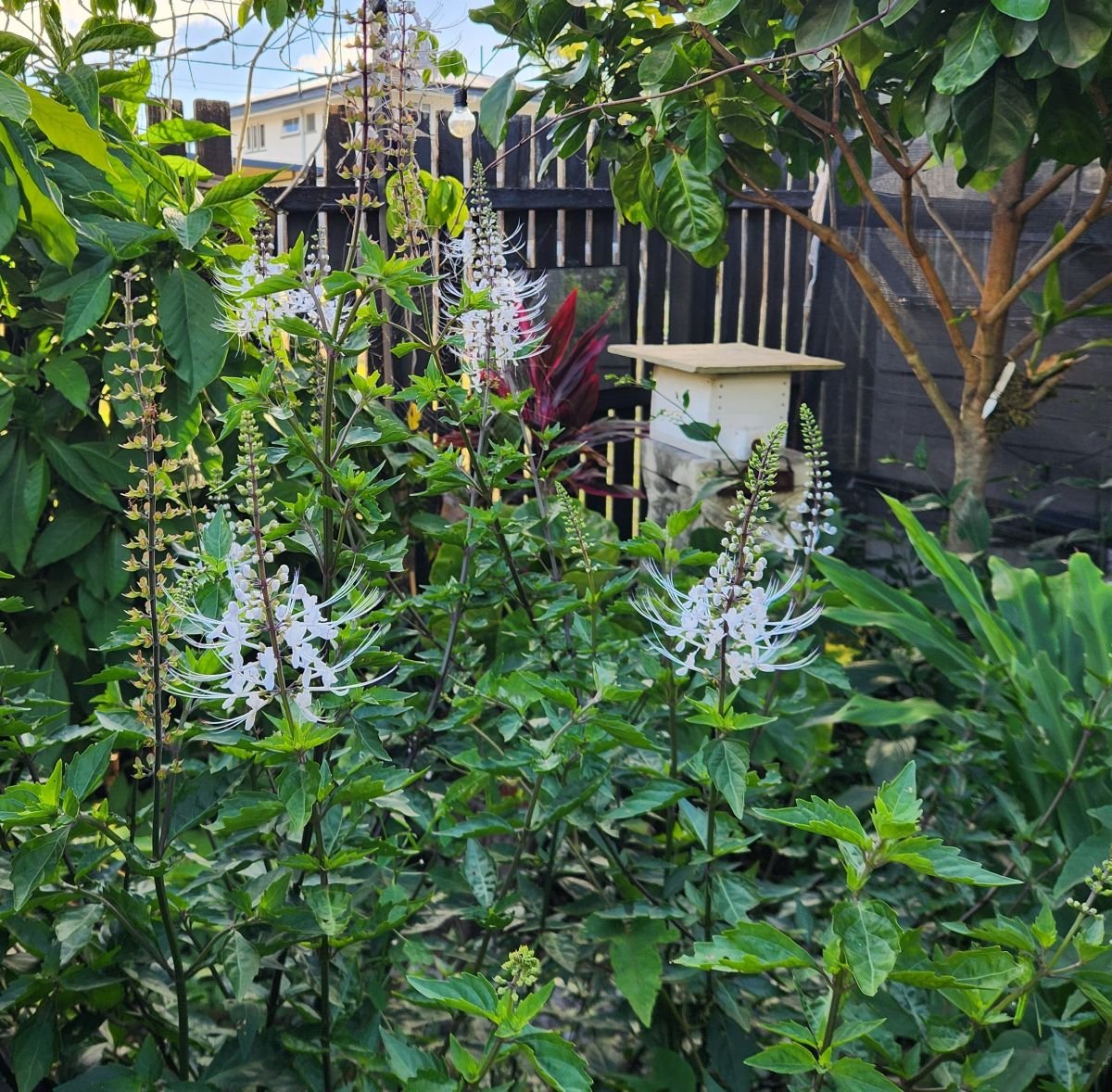 orthosiphon aristatus