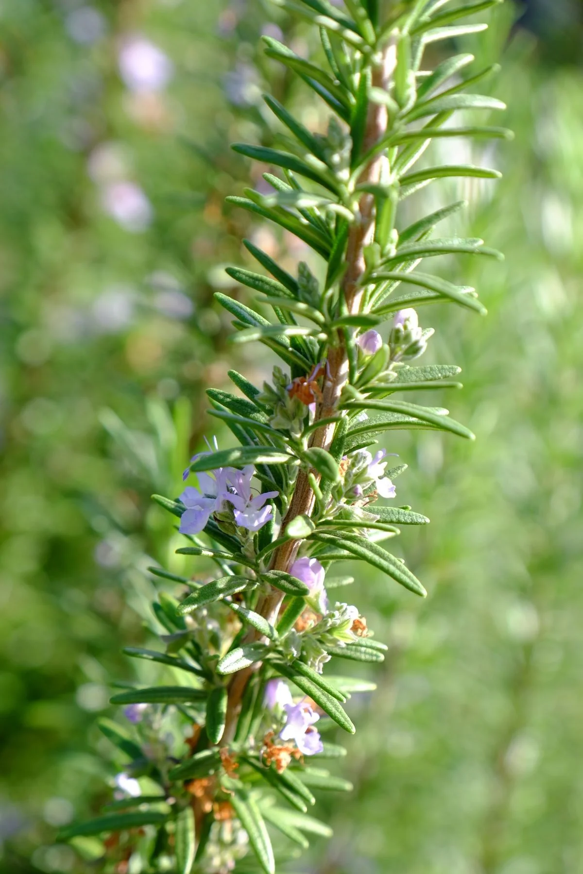 rosemary 'herb cottage'