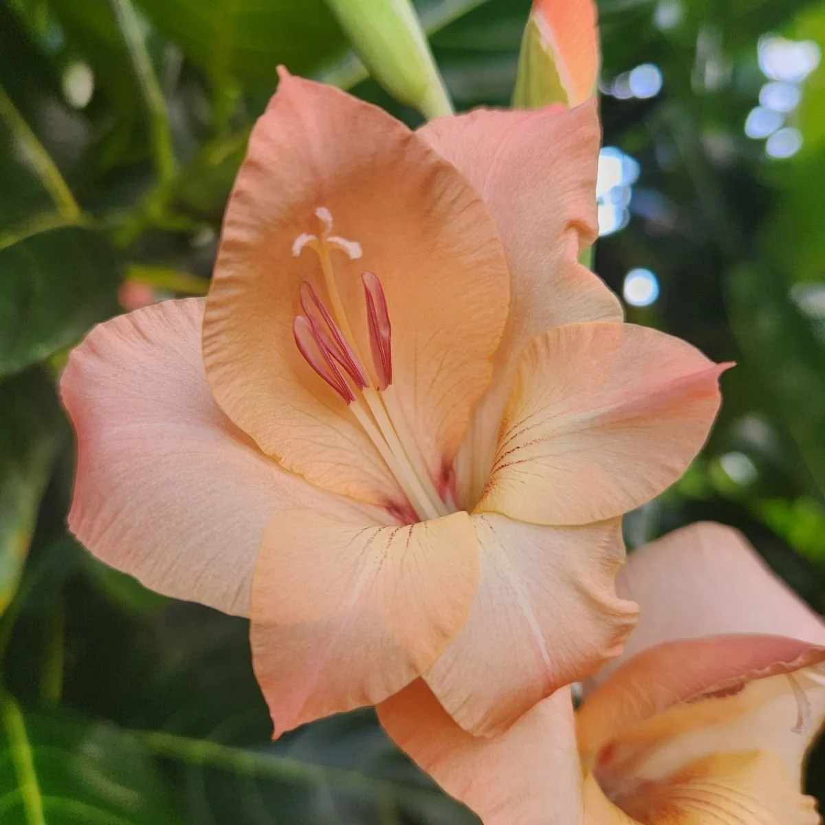 gladioli flower
